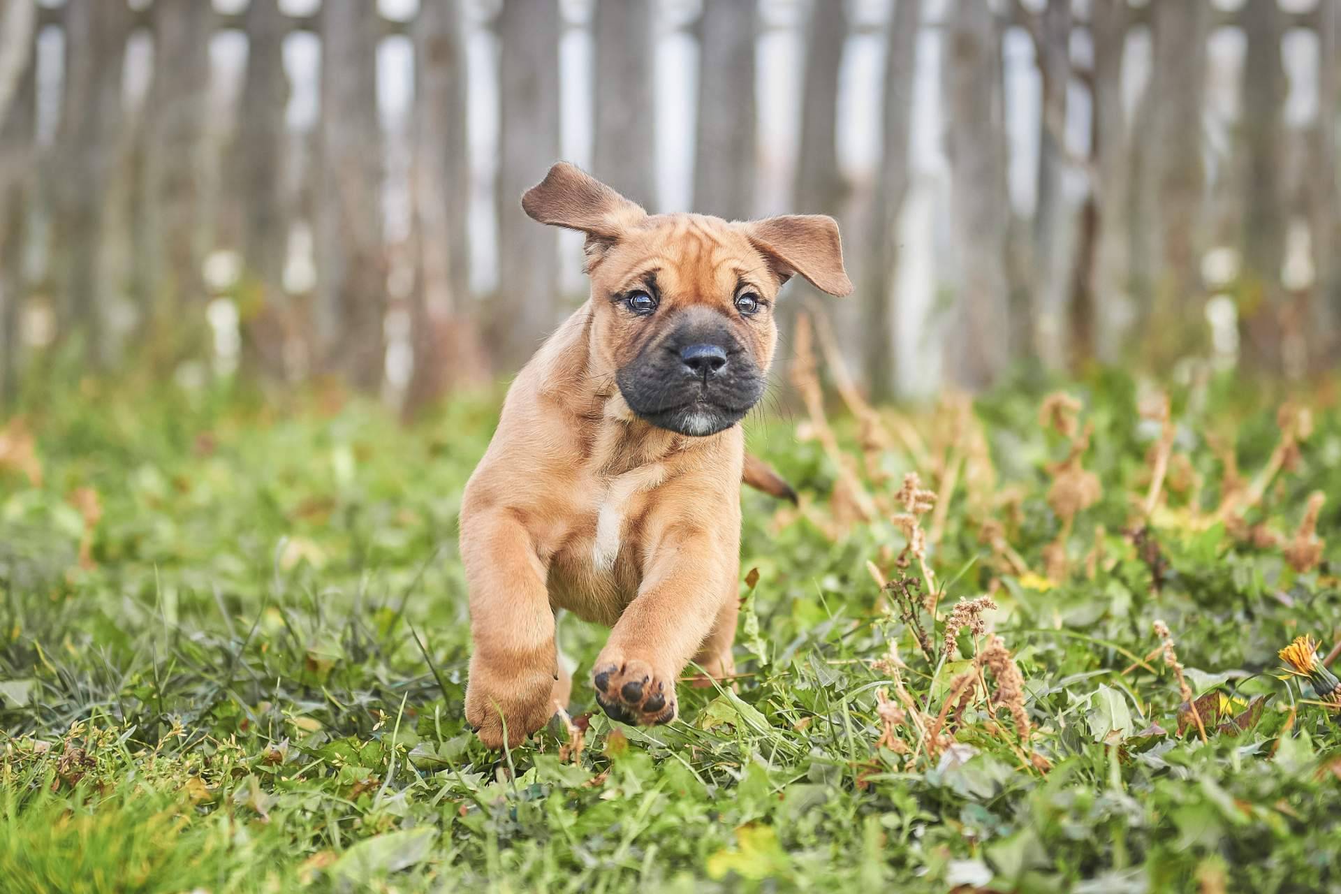 Cachorros del Valle, empresa especializada en la monta de cachorros nacionales