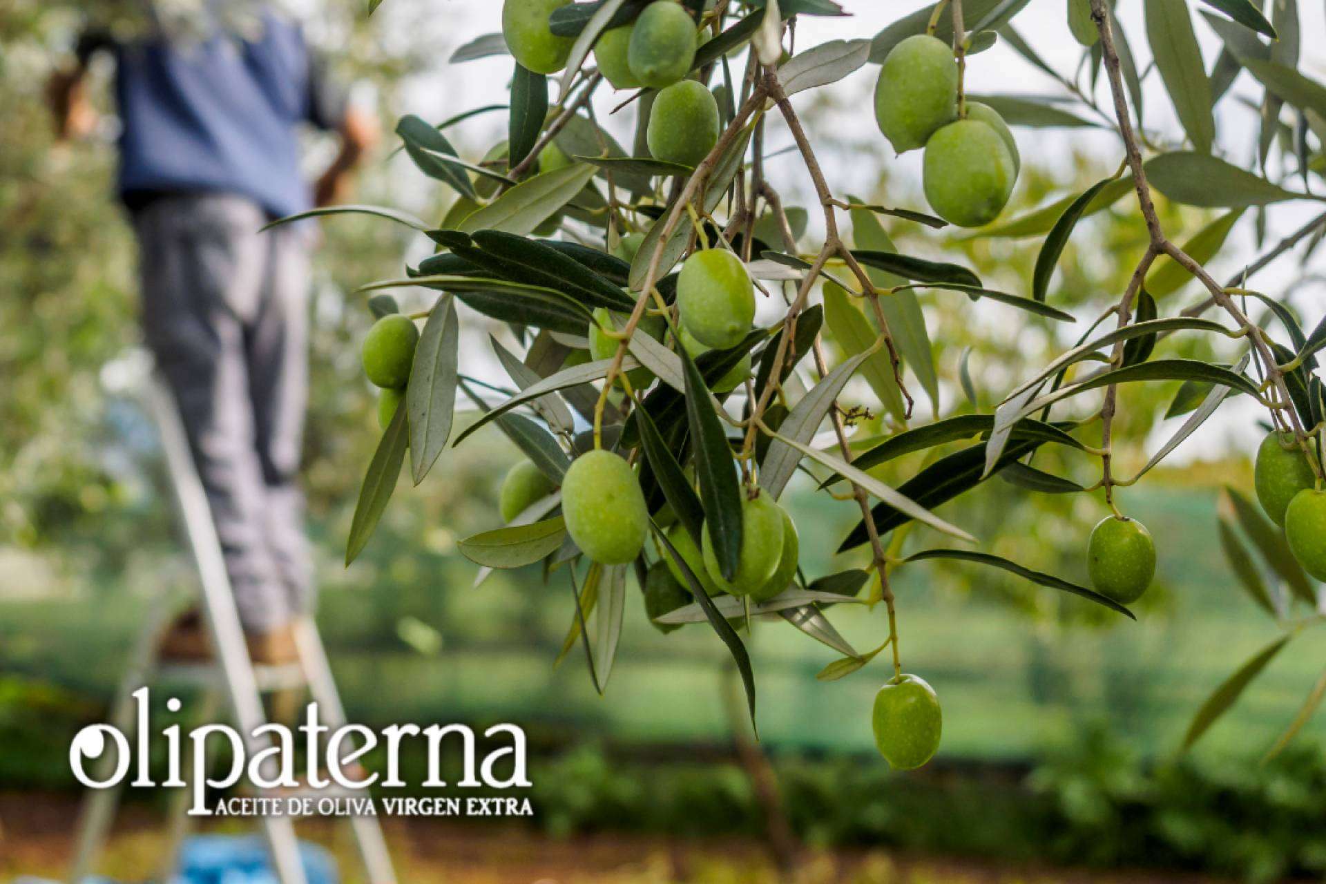 La Feria Internacional Abanca Semana Verde acoge Olipaterna, empresa dedicada a la elaboración y comercialización de AOVE