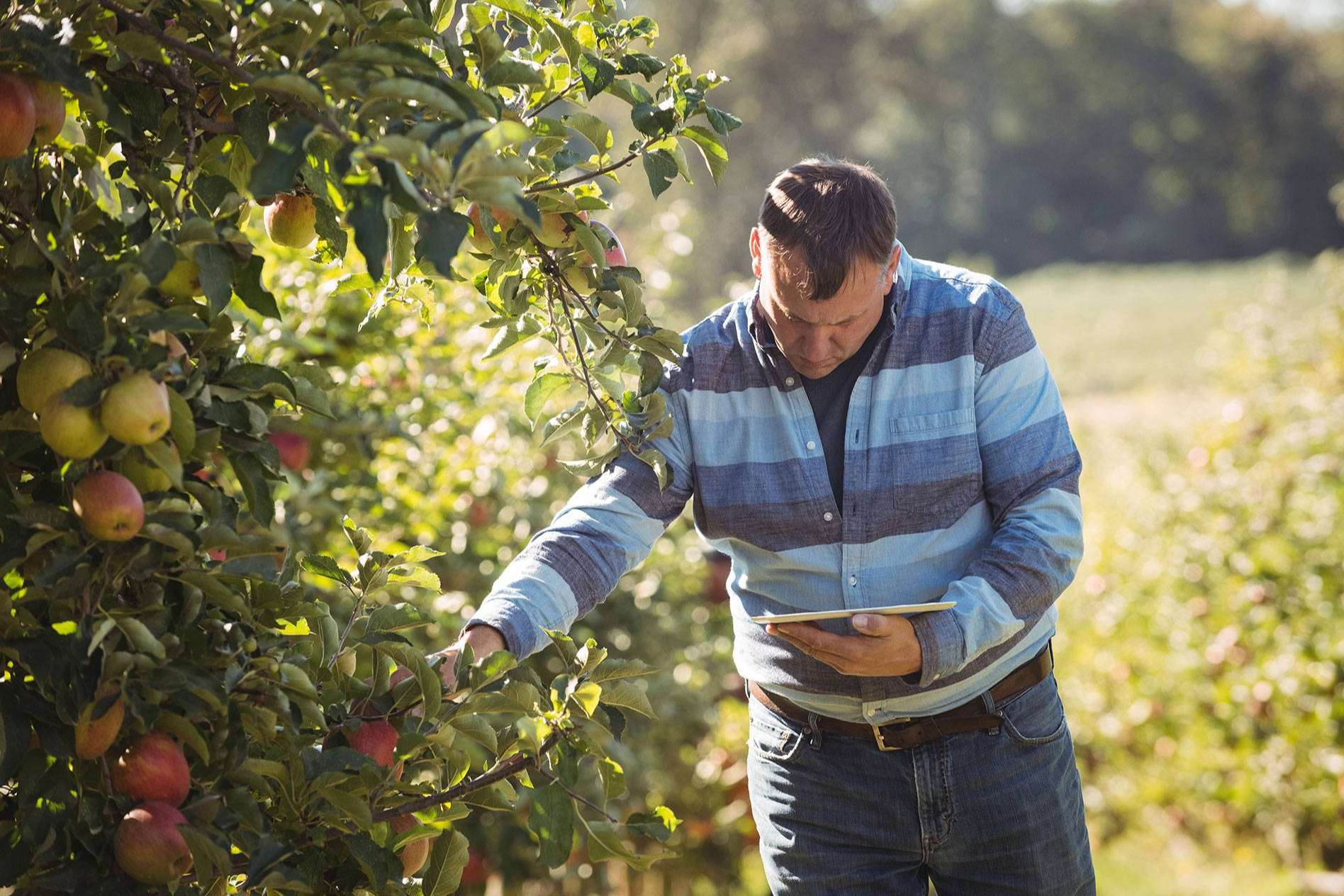 El ERP Agropecuario de Certitec potencia el sector agrícola