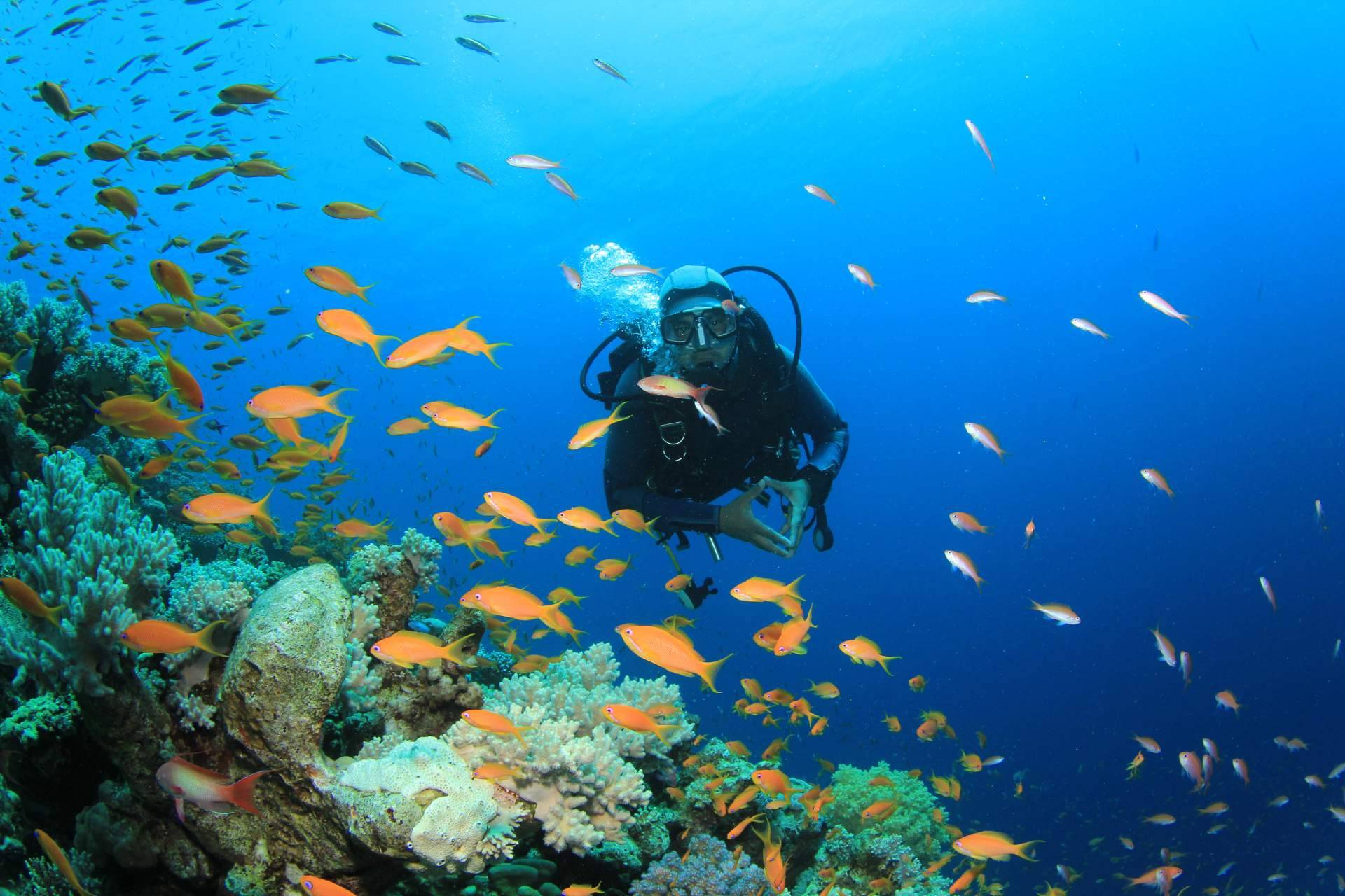 Diveasapp ayuda a encontrar y reservar bautizos de buceo, viajes, cursos e inmersiones