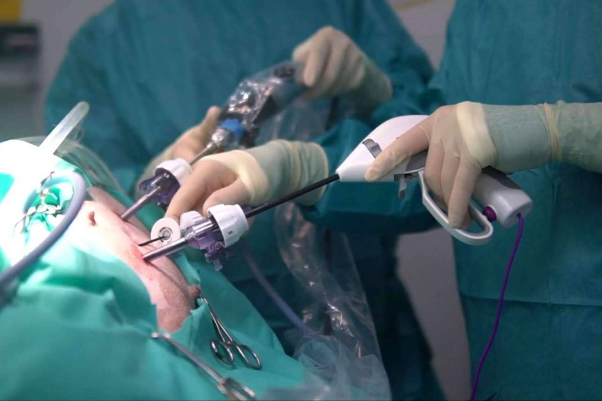 Hospital Privet, excelencia en esterilización por laparoscopia para mascotas