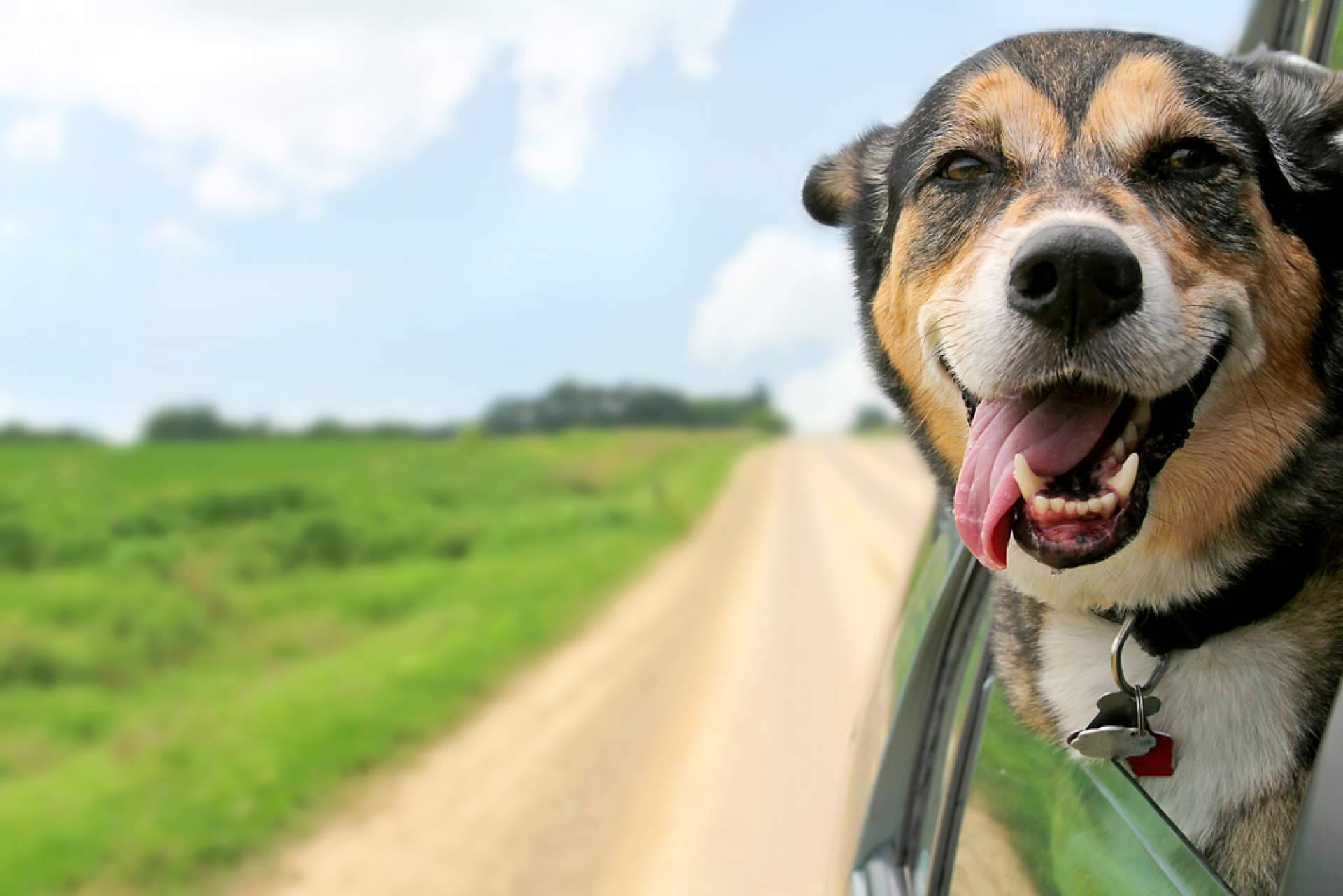 La guardería de día PERROBUENO y las vacaciones para perros en Madrid