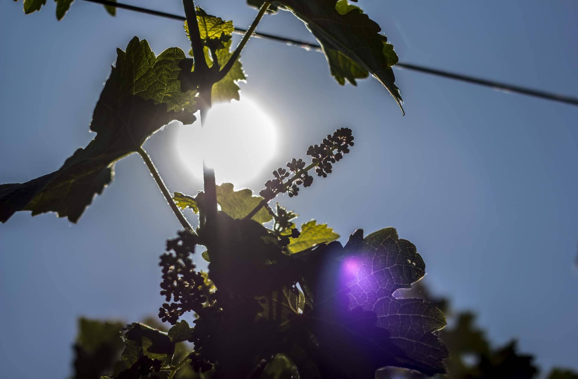 Los 5 vinos de reserva natural que no pueden faltar en la mesa, por Barcolobo