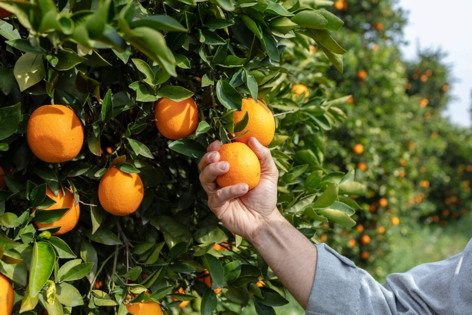 Sabor a Naranjas explica los beneficios de la naranja para evitar y combatir resfriados