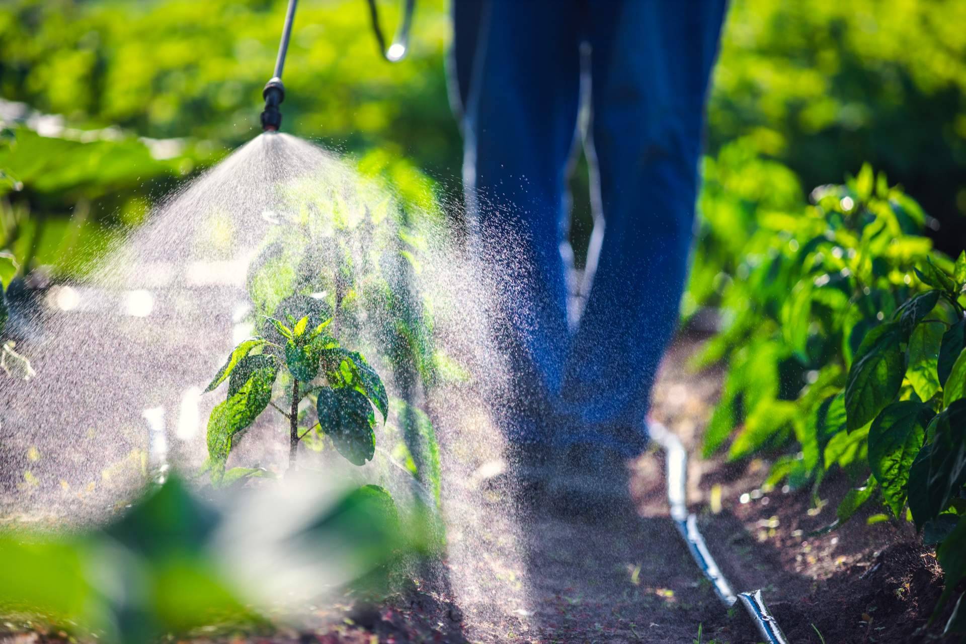 SAECO, suministros ecológicos y asesoramiento agrícola para cuidar y potenciar los cultivos