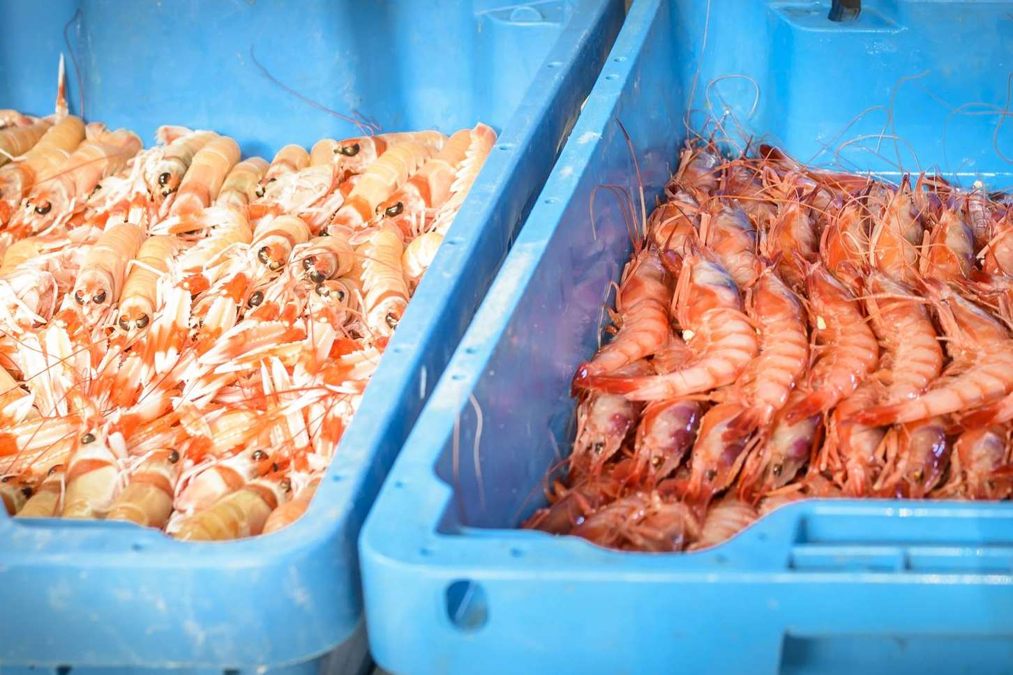 Comprar marisco para Navidad, las ventajas de comprarlo antes de las fechas claves