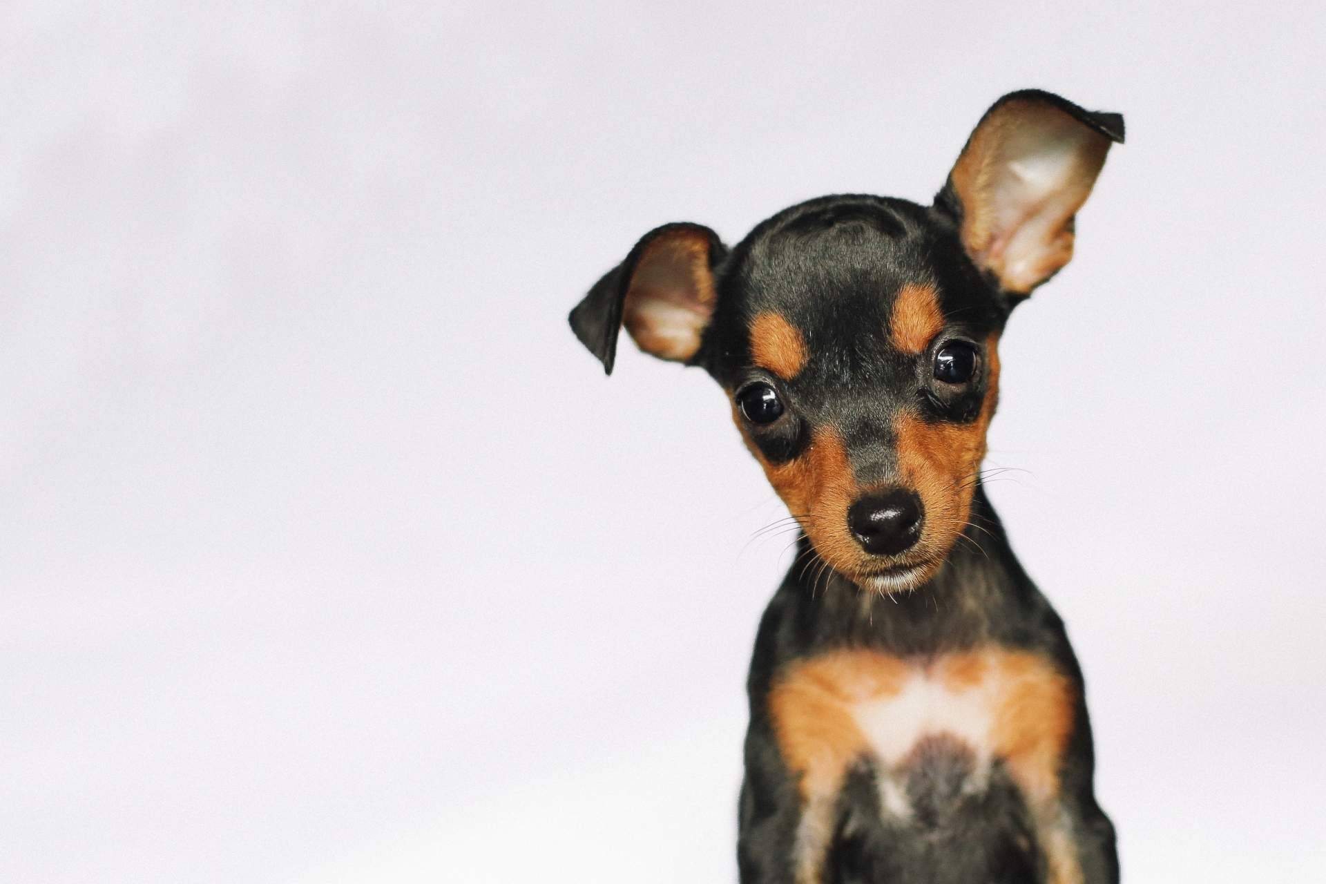 Mini pincher en Cachorros del Valle