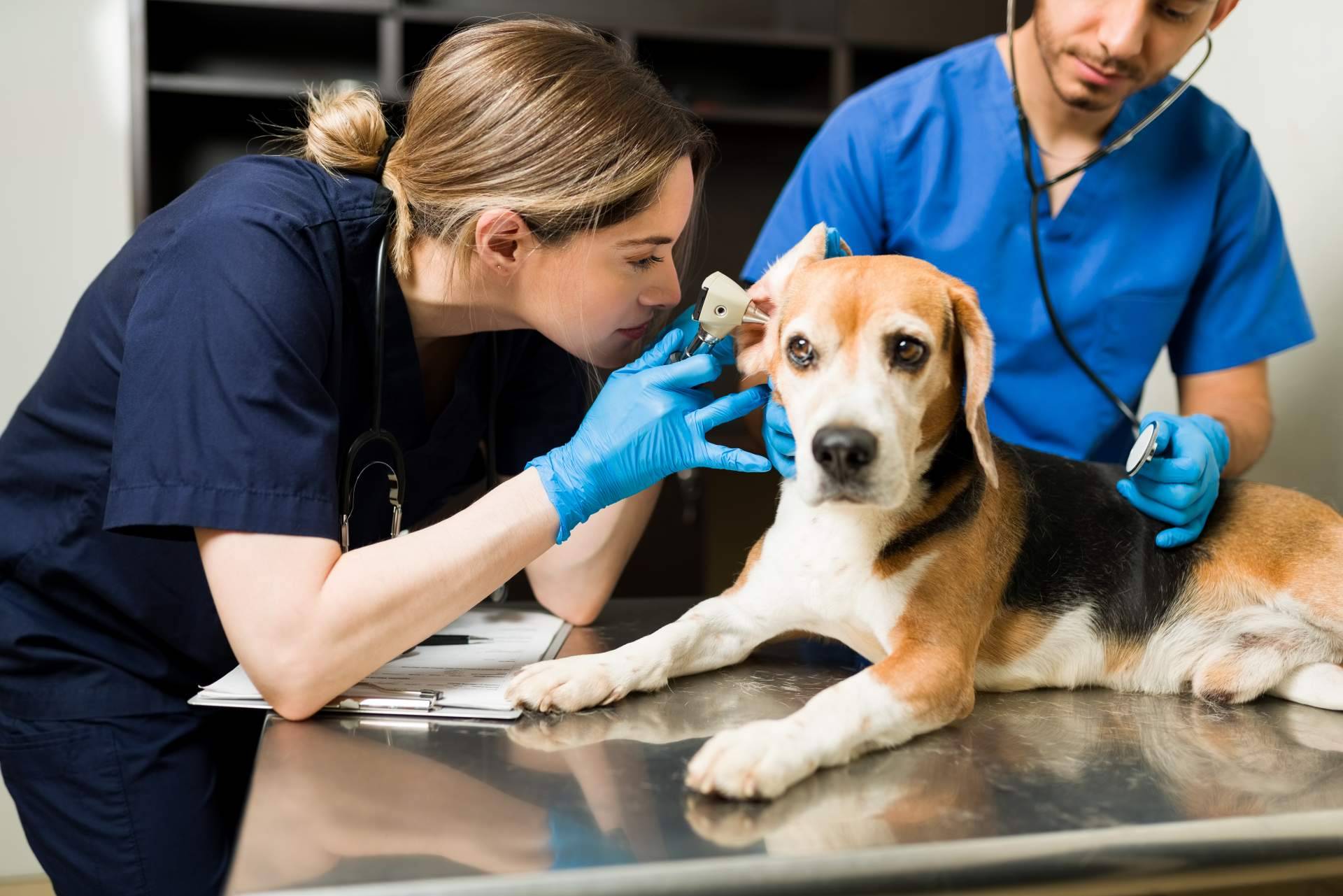¿Qué es y cómo funciona un seguro para mascotas?, por Barkibu