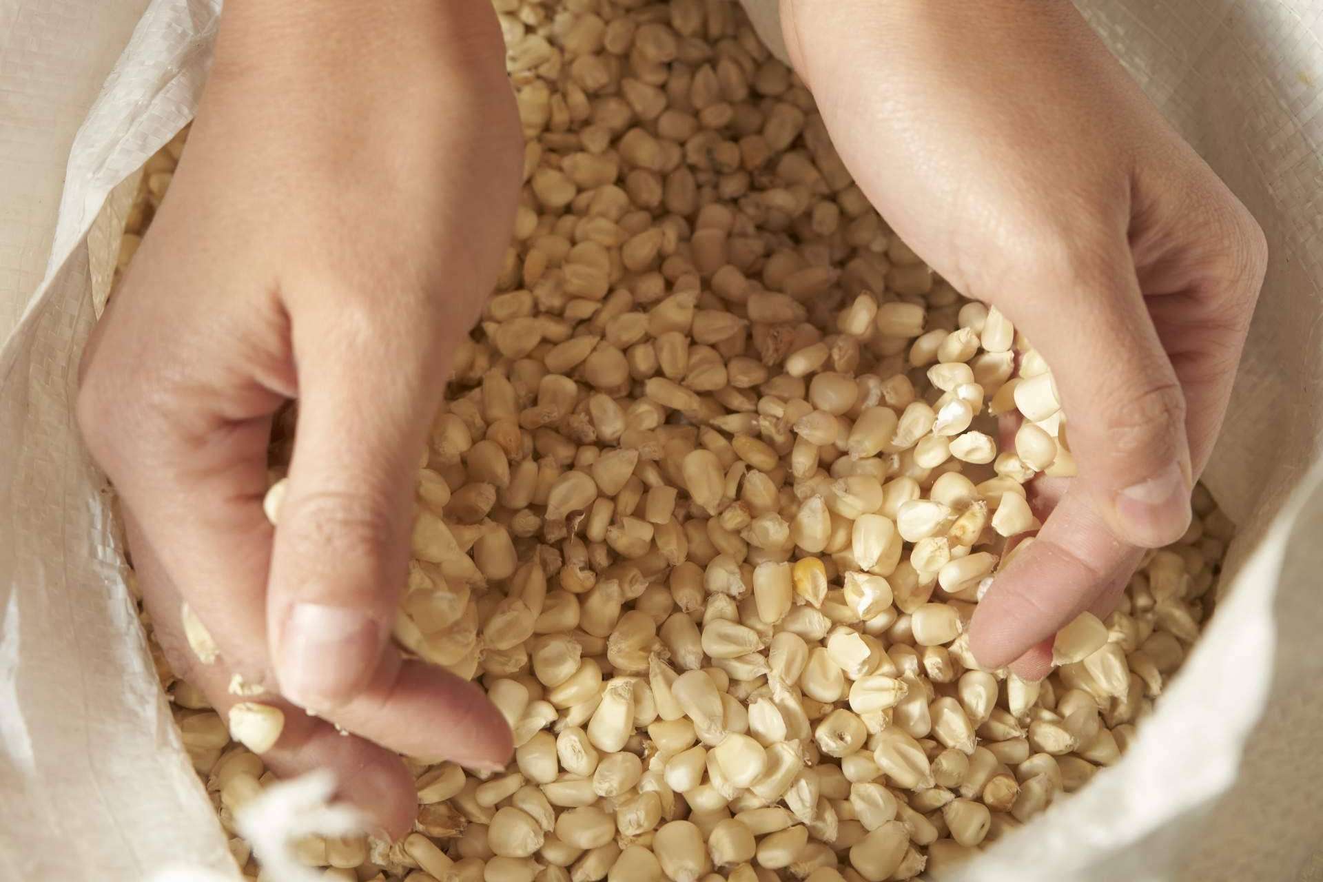 El taller de productos mexicanos que fabrica tortillas de maíz de Maíz Maya