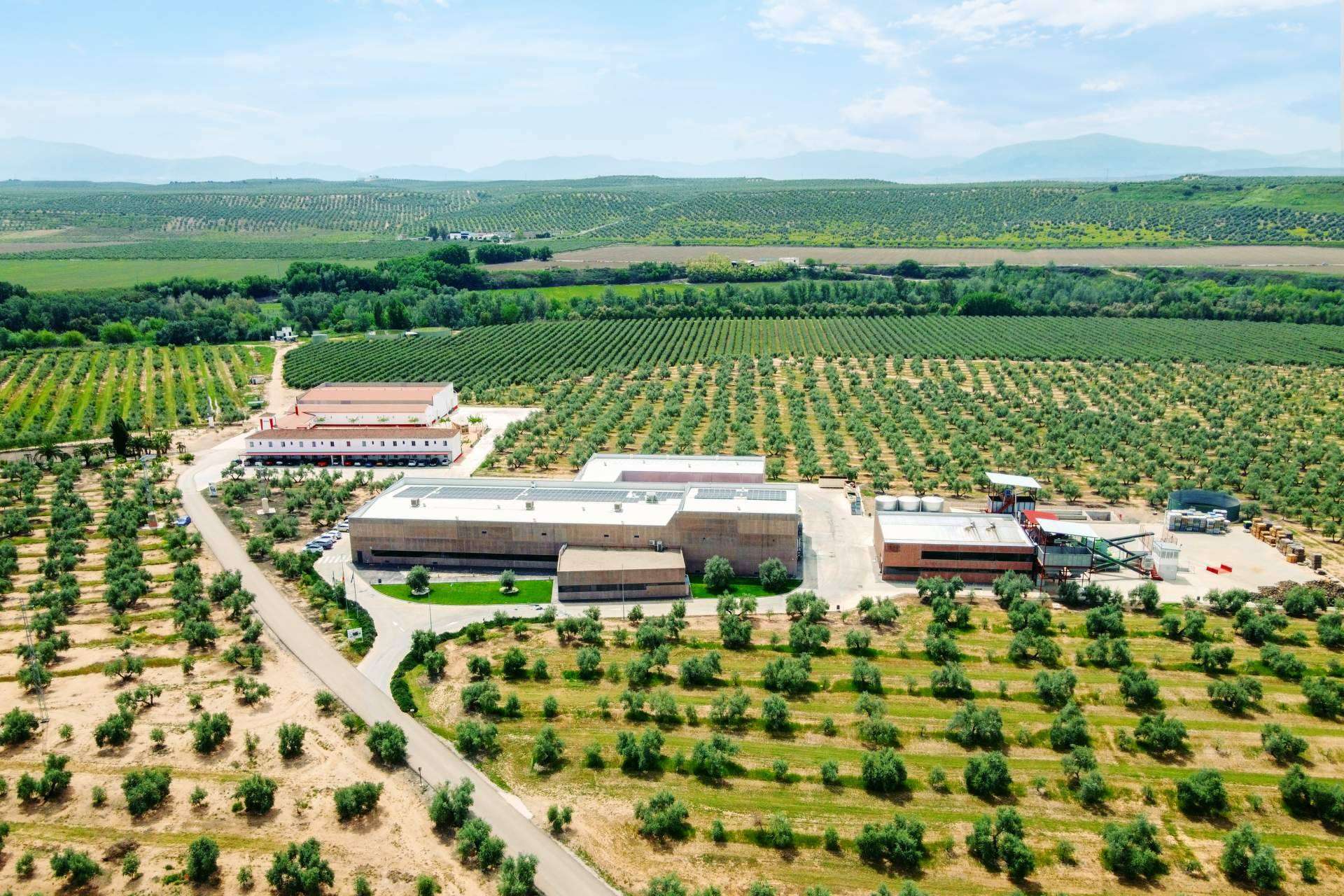 Los AOVE tempranos ya están aquí, la nueva temporada de los aceites de oliva de la mano de Aires de Jaén