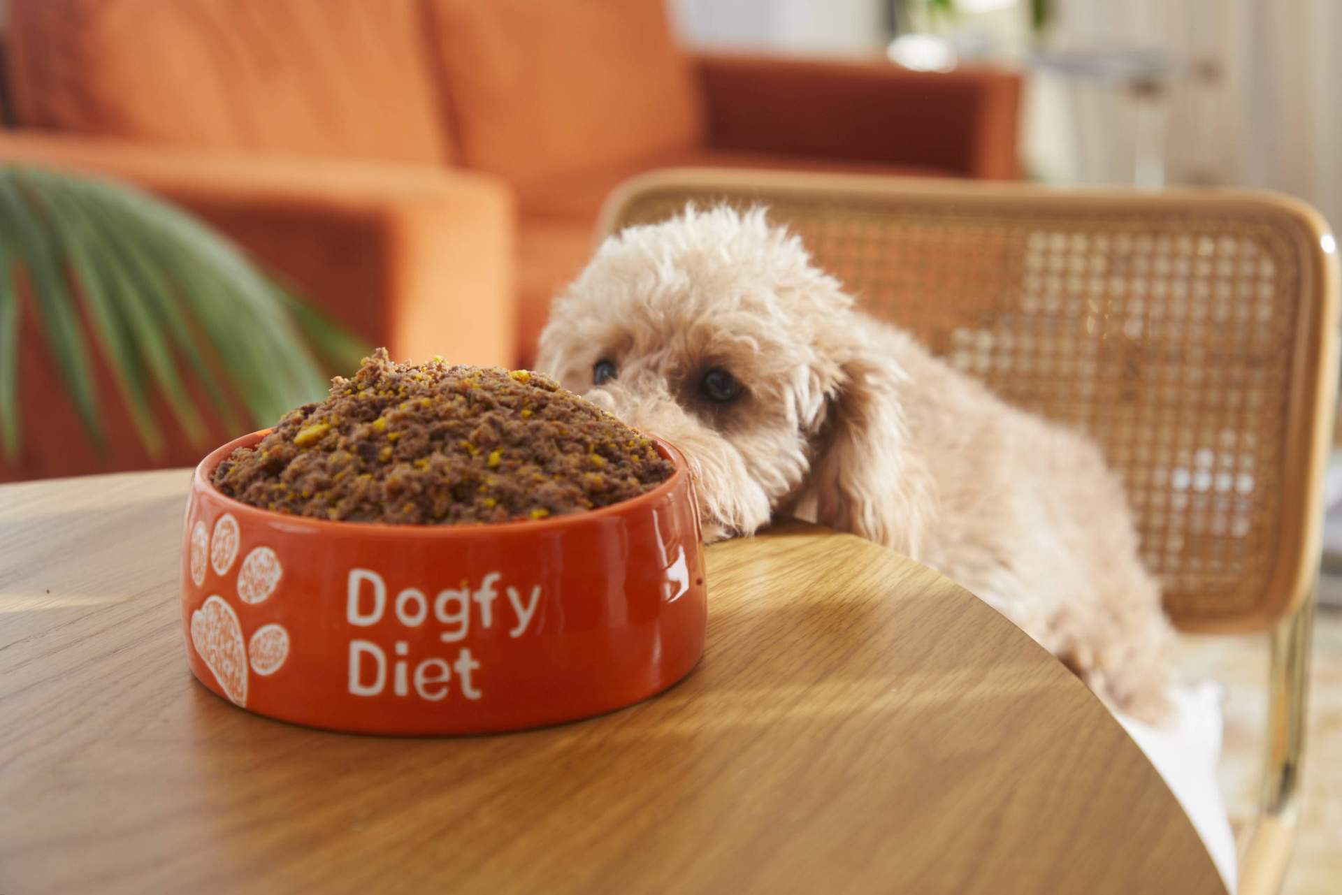 ¿Qué diferencias tiene la comida natural cocinada para perros y la dieta BARF?