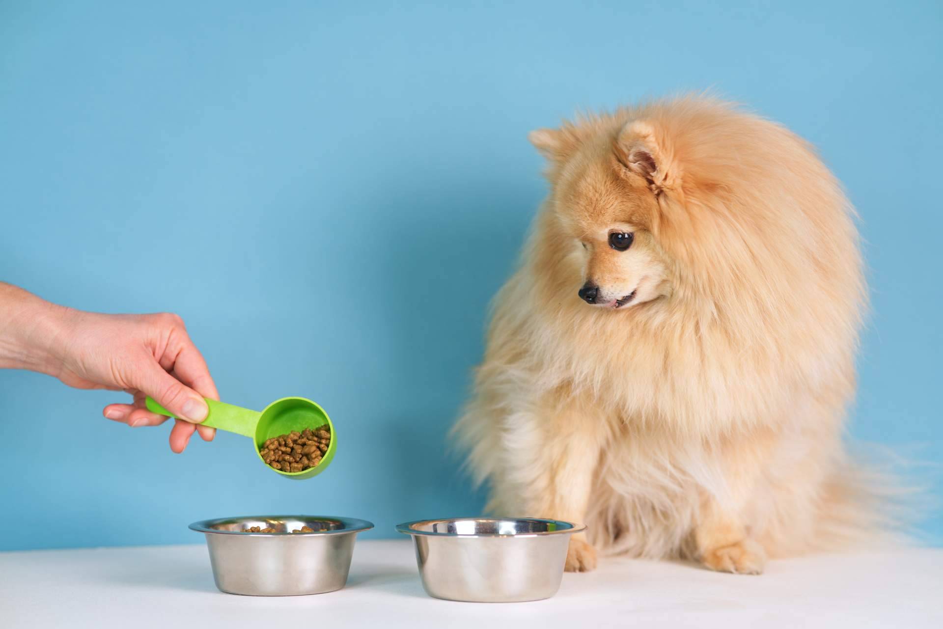 Snacks naturales que contribuyen al bienestar de las mascotas