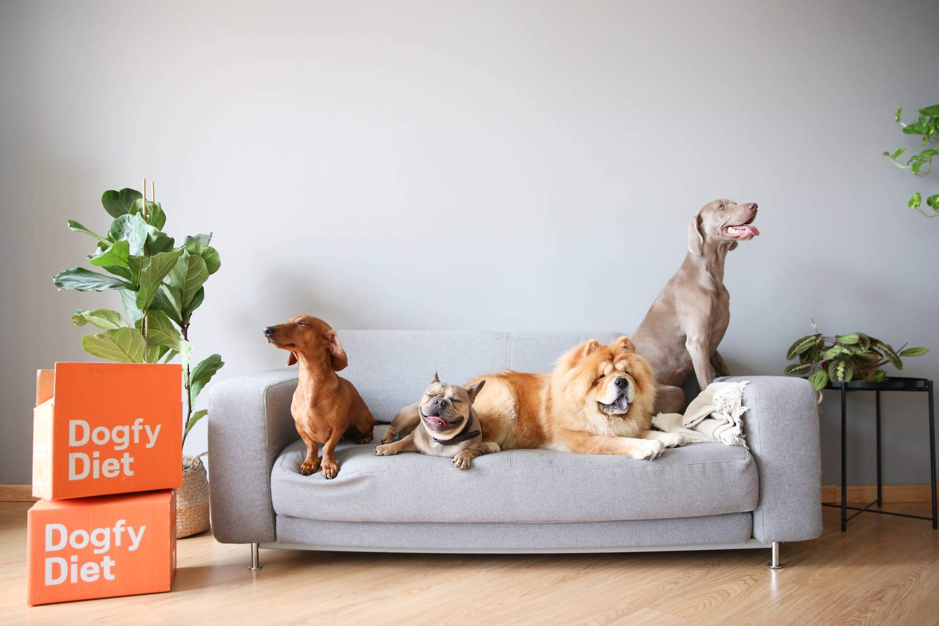 Beneficios de la comida natural para perros