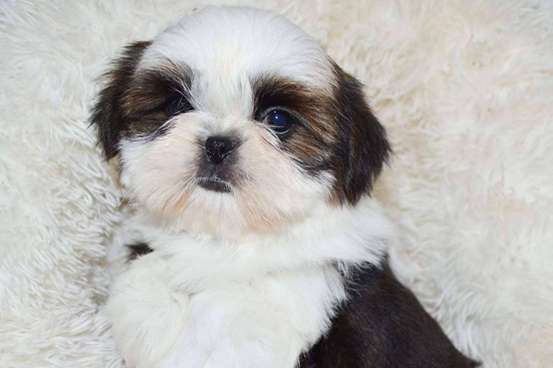 Gallumar da recomendaciones para la salud, higiene y peluquería de los cachorros shih tzu