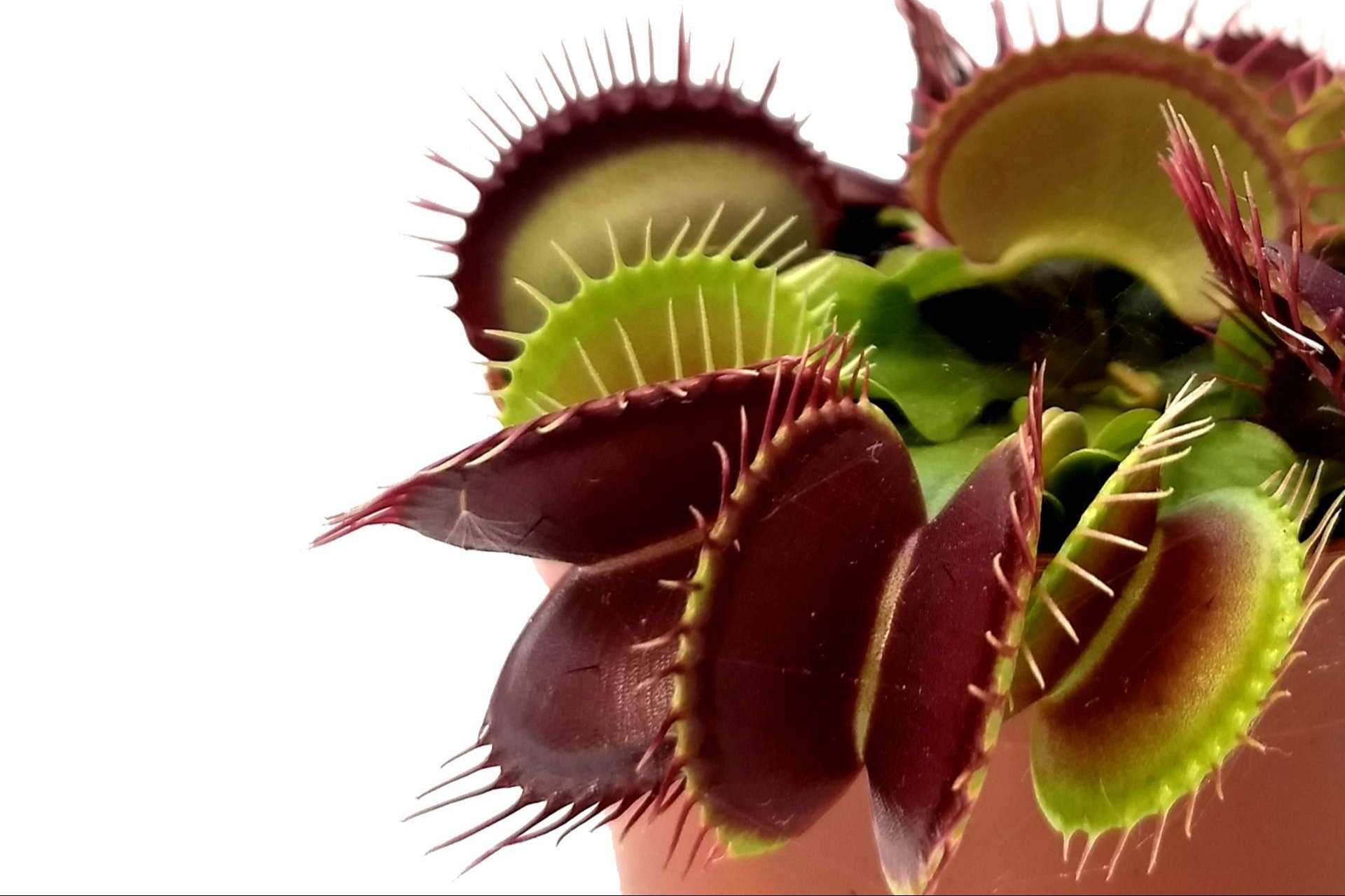 Hacer un regalo original con un pack de plantas carnívoras