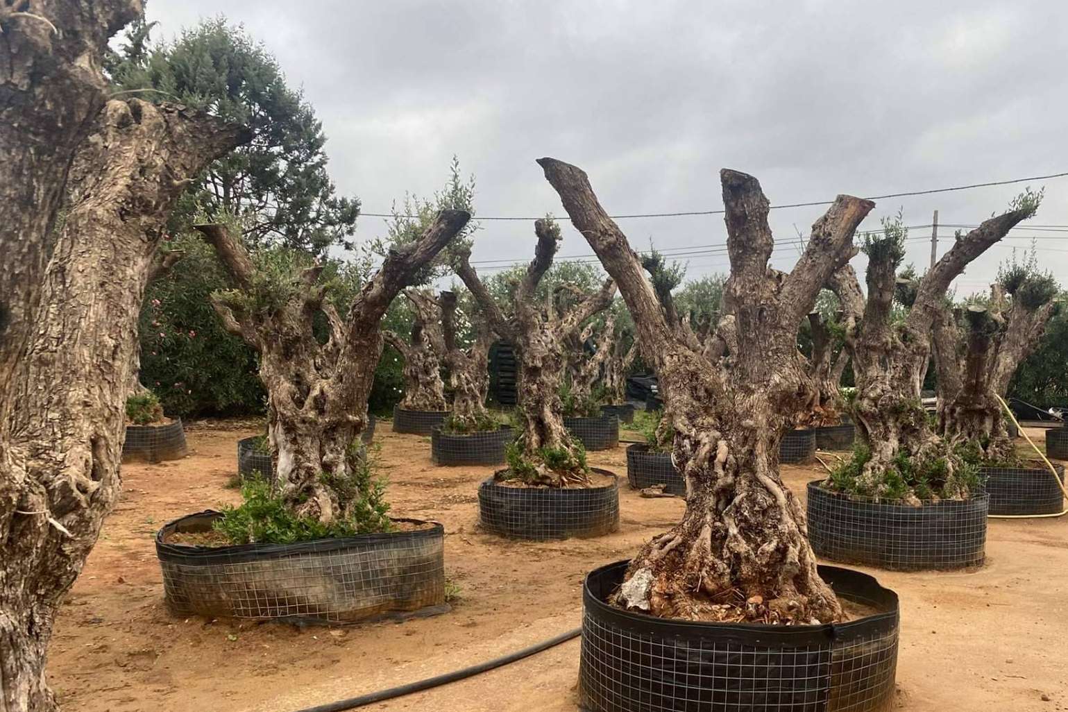 La firma especializada Olivos Extremadura vende olivos centenarios y milenarios