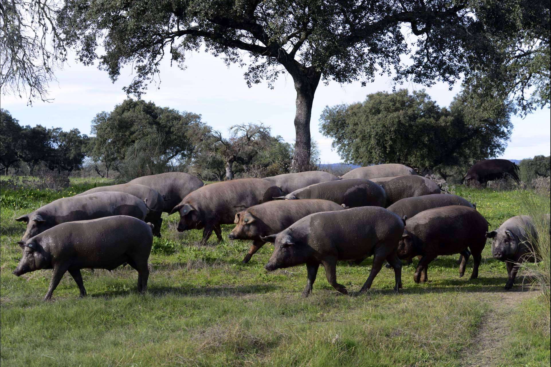 Calidad en manos de Don Ibérico y su jamón ecológico