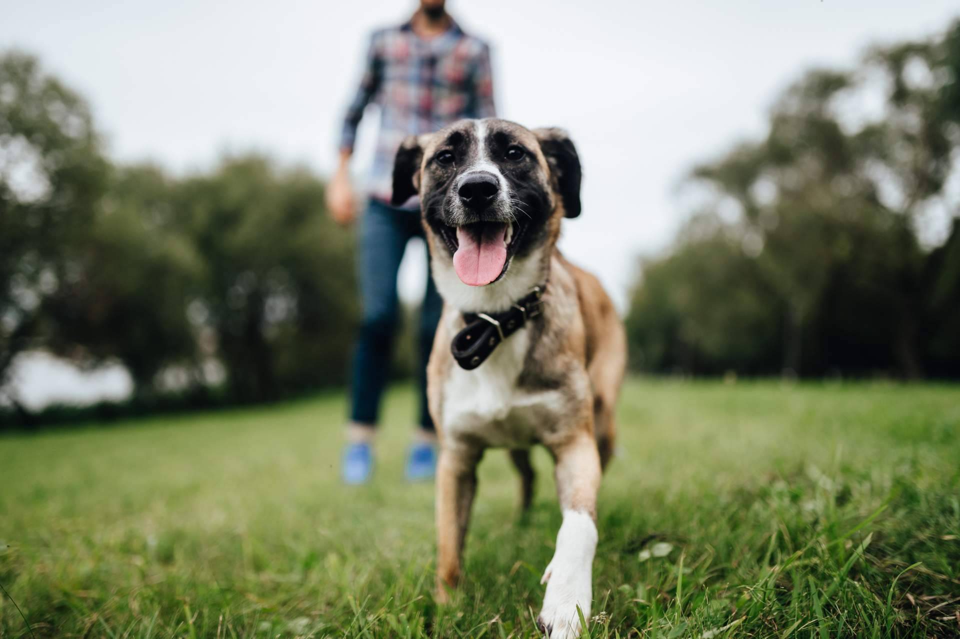Mascozyme® Urban Cleaner es la solución a la contaminación ambiental por excrementos y orines de perros y gatos