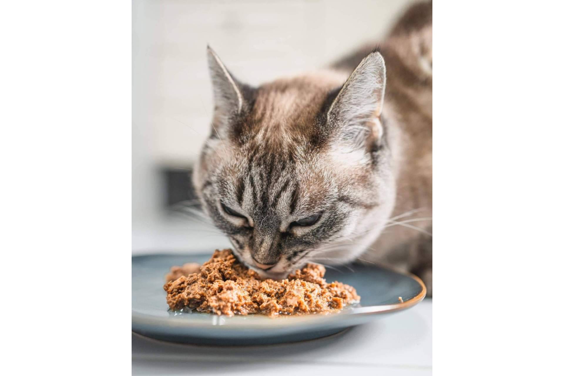 El alimento 100 % natural para gatos, Lenda Foodie