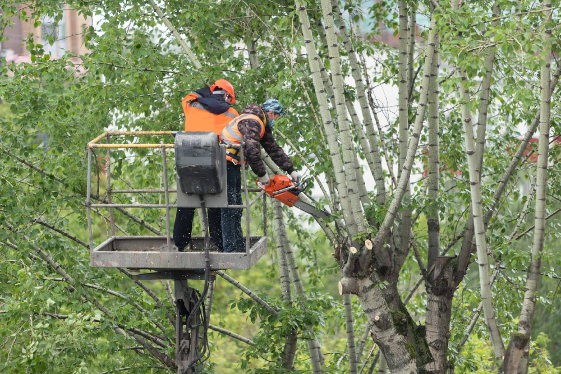 Podarama y la importancia de tener el jardín en orden