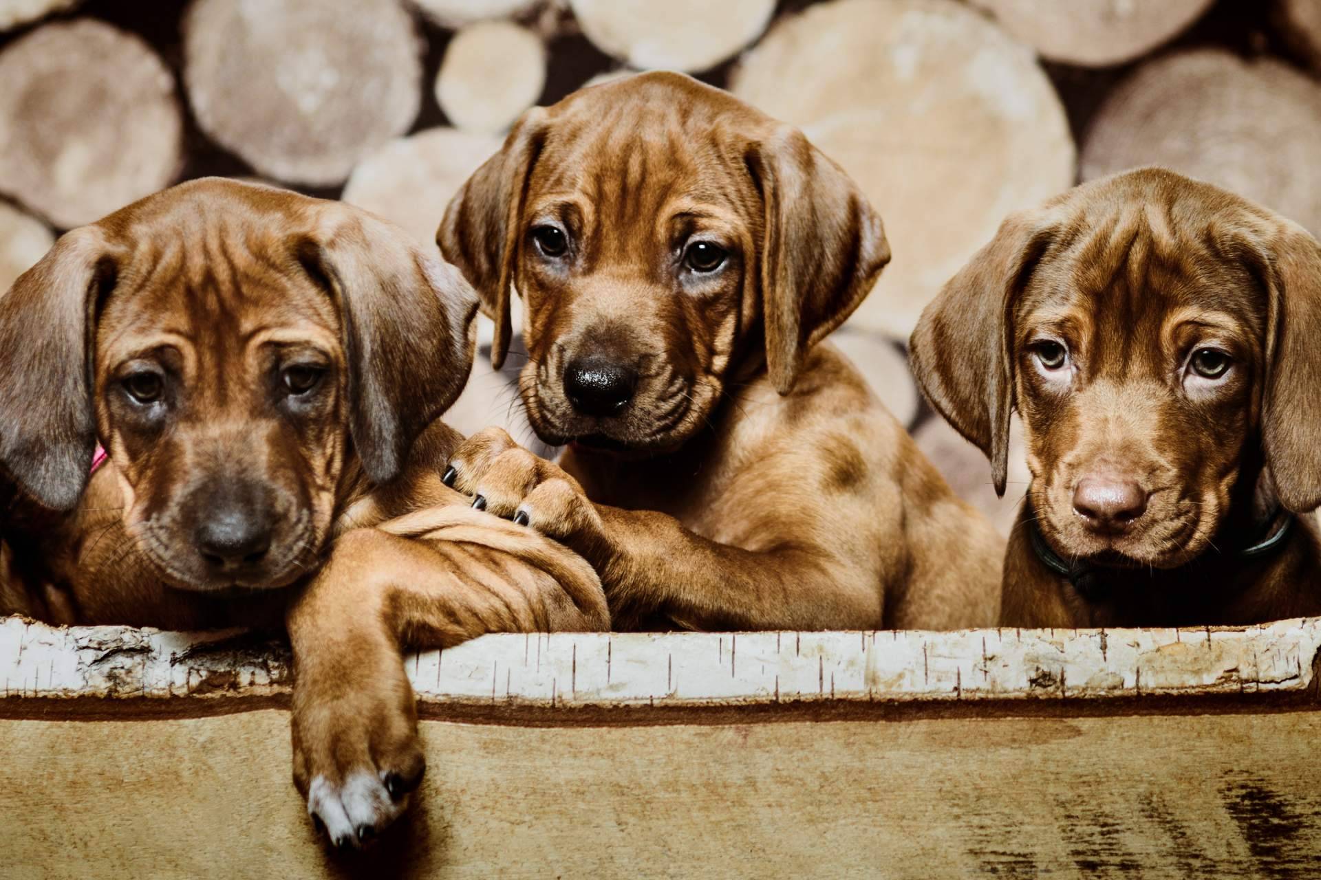 Adiestramiento para cachorros de la mano de Cachorros del Valle