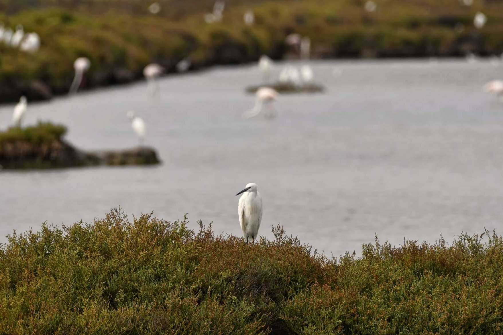 La sal marina ecológica certificada de Bras del Port