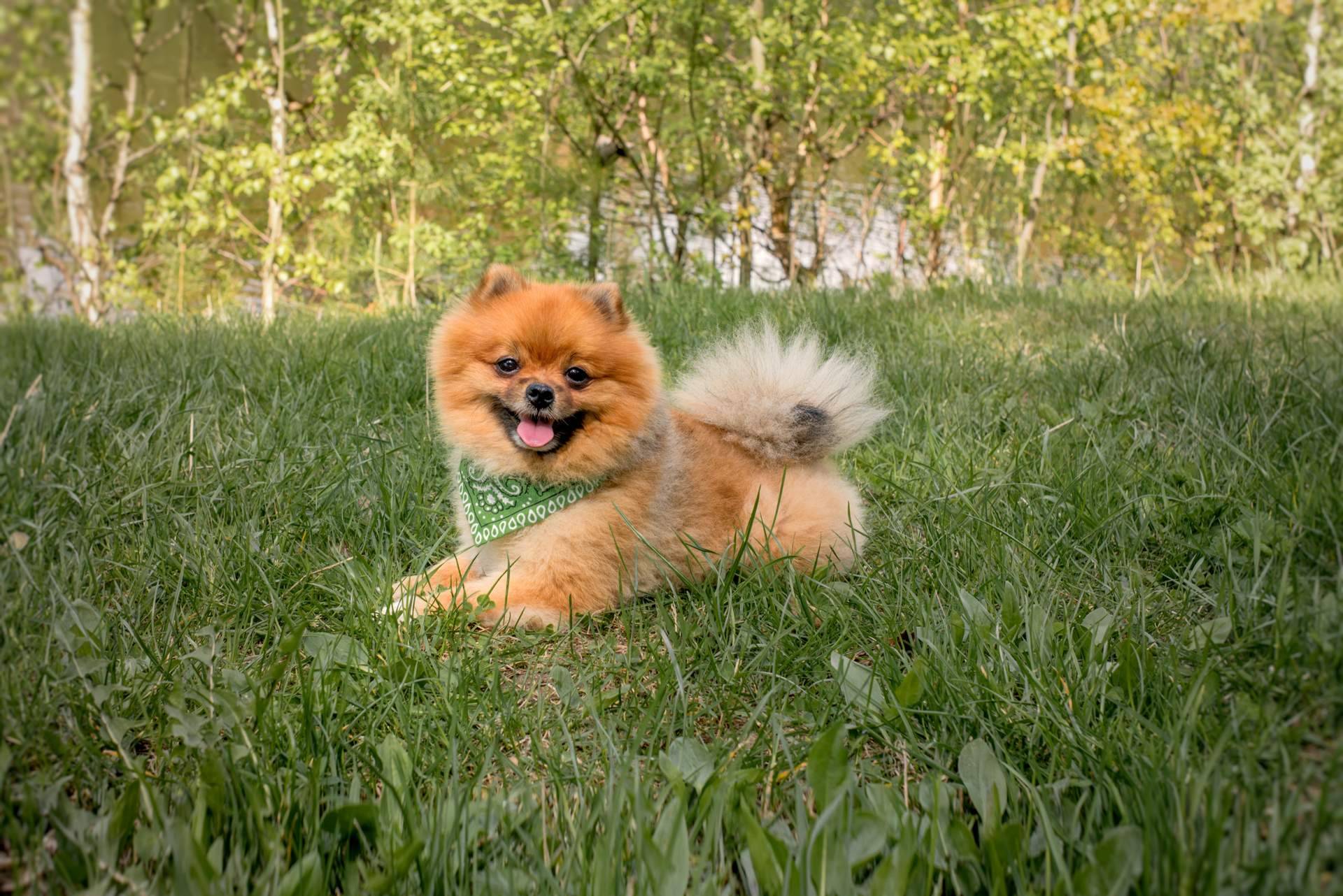 En Cachorros del Valle se pueden encontrar varios Pomerania