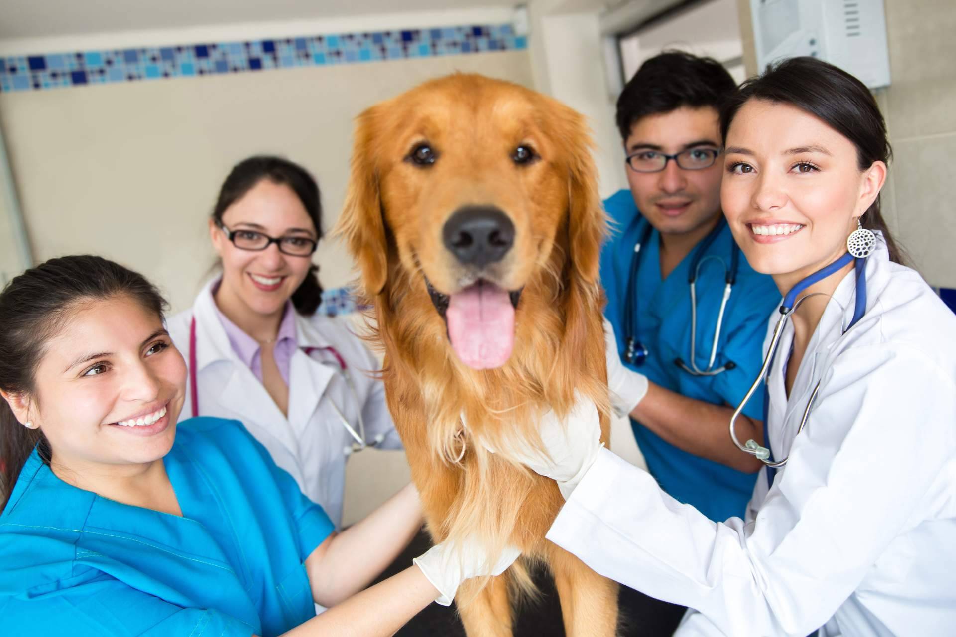 El tiempo que dura un curso de auxiliar de veterinaria