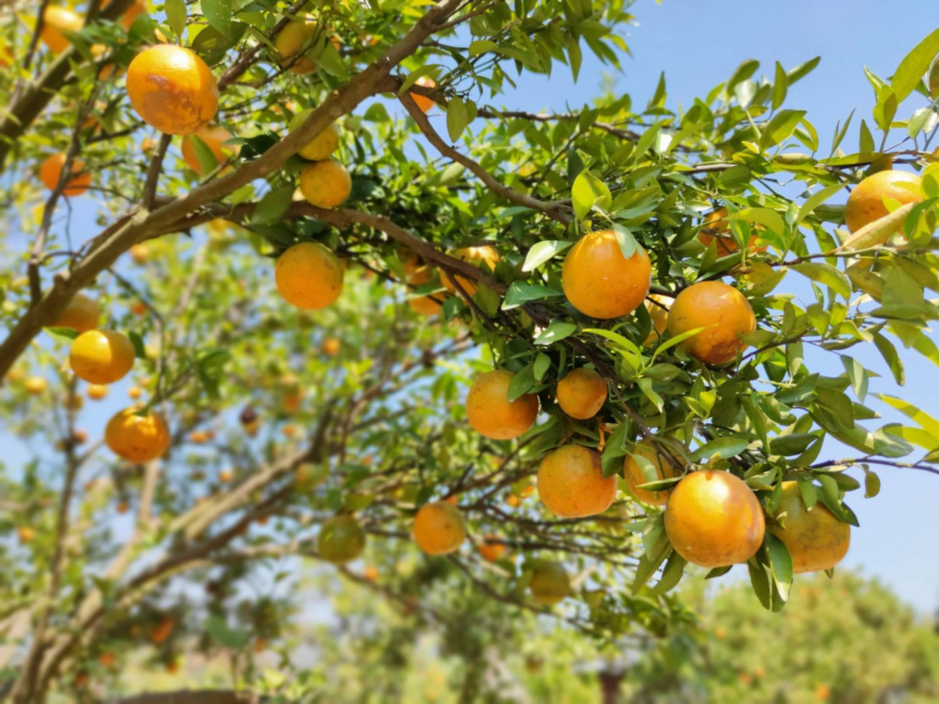 Los beneficios de comprar naranjas en internet, con Sabor a Naranjas