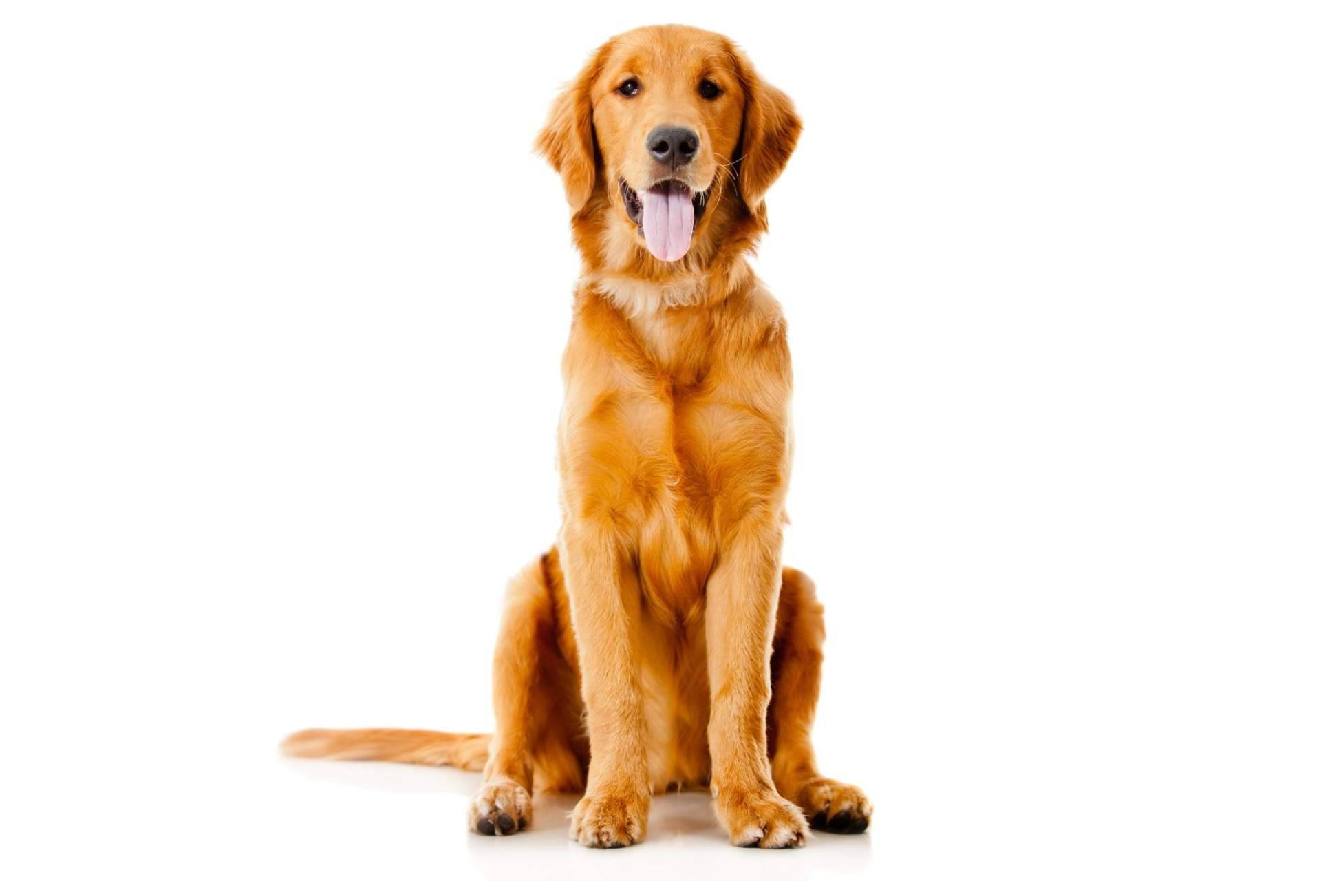 ¿En qué época del año son recogidos más animales?
