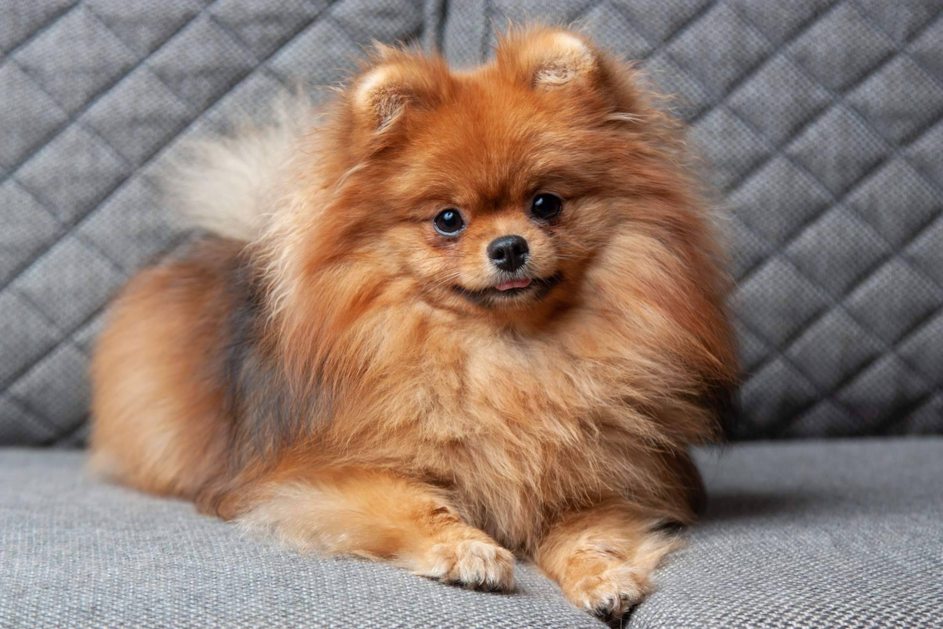 El Perro Feliz expone los beneficios de la sonoterapia en animales de compañía