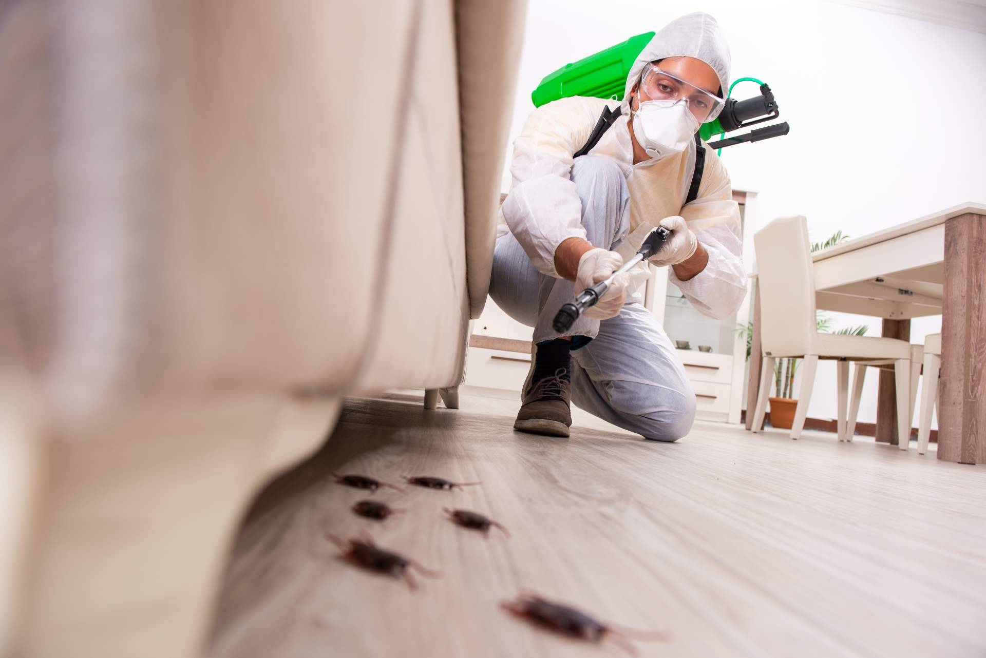 Encontrar trampas e insecticidas para avispas en Productos Antiplagas