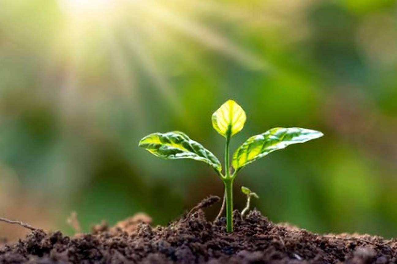 Ecofami, un referente en distribución de packaging compostable para el canal HORECA