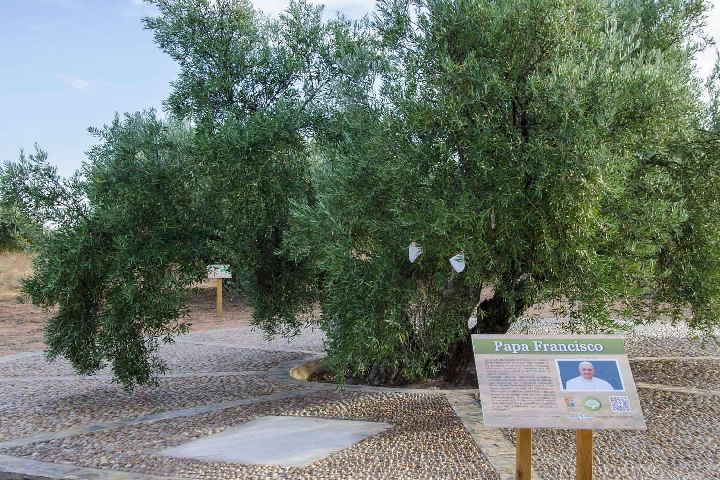 Un olivo centenario en España es apadrinado por el Papa Francisco