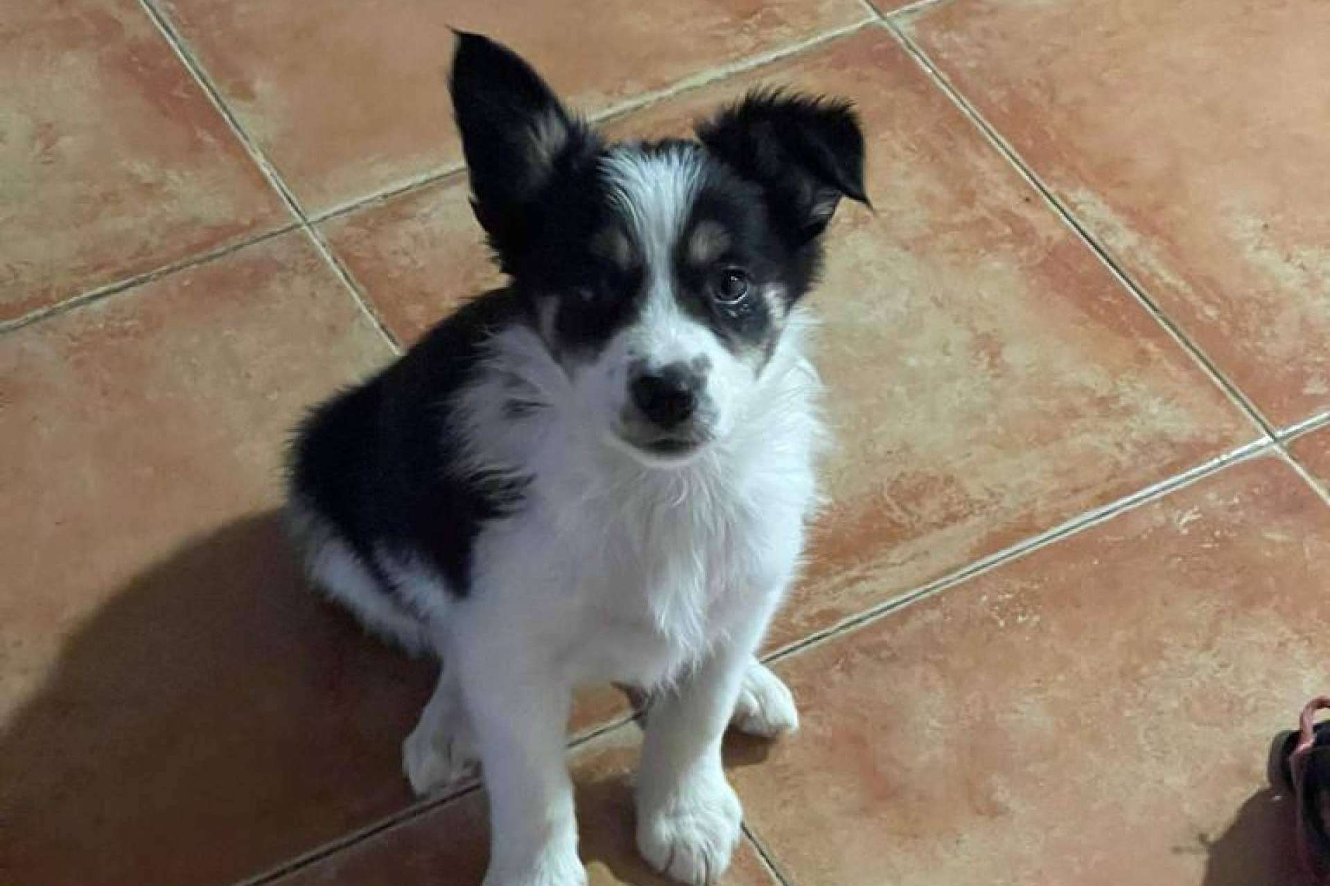 Asociación Española de Perros de Apoyo sobre la importancia de educar a un perro desde cachorro