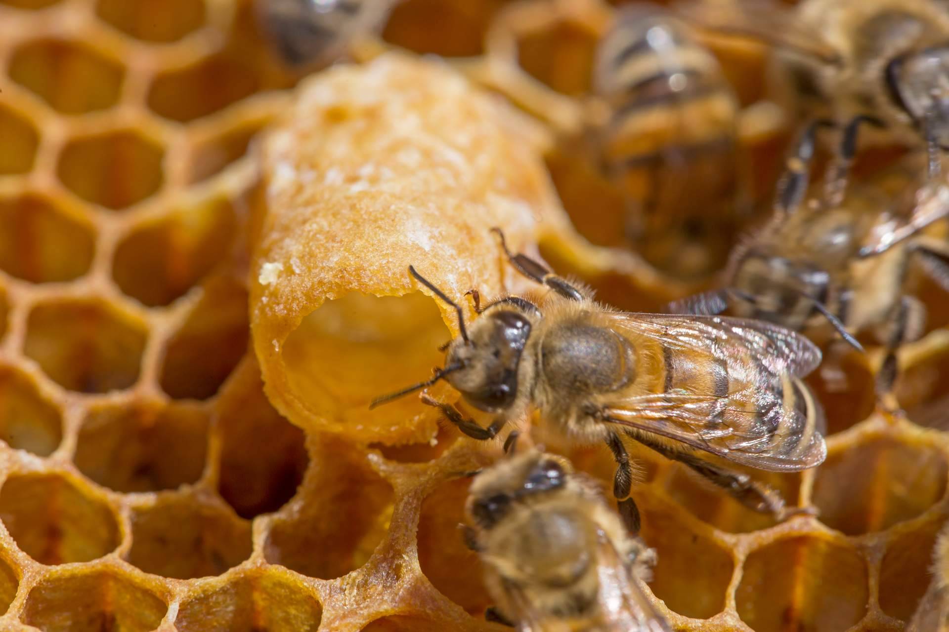 Cuáles son los beneficios de consumir la jalea real y propolis