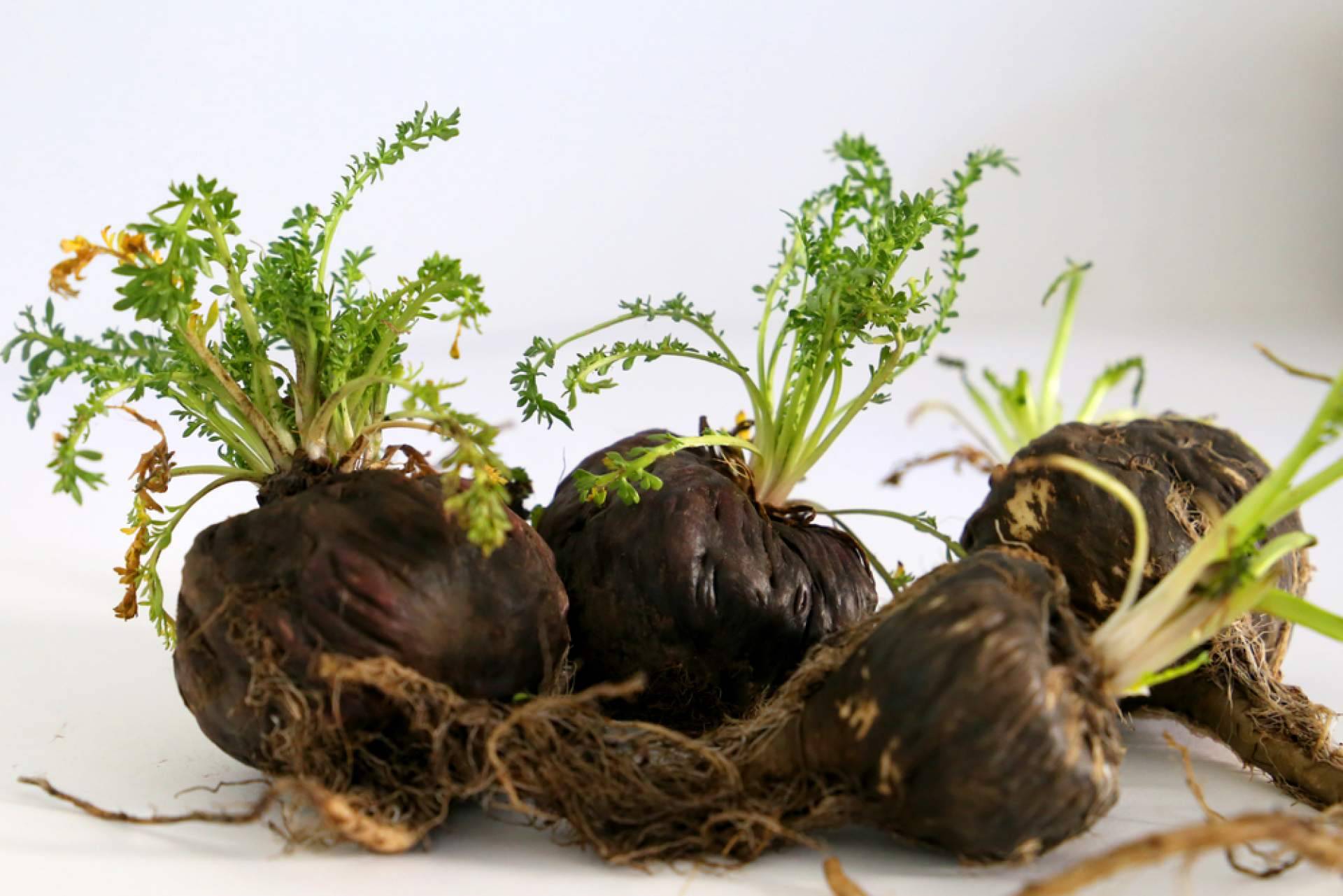 La maca negra ecológica de Mediterranean Superfoods, un secreto para aumentar la libido