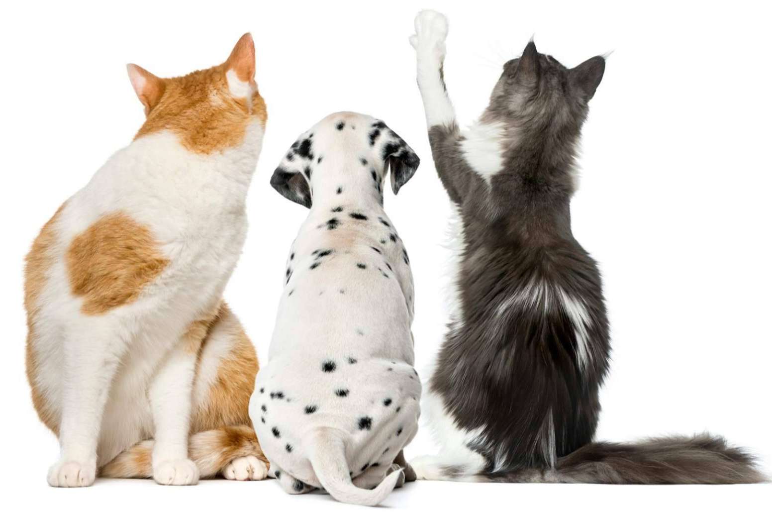 El cambio de pelaje en las mascotas y cómo minimizar sus efectos en casa
