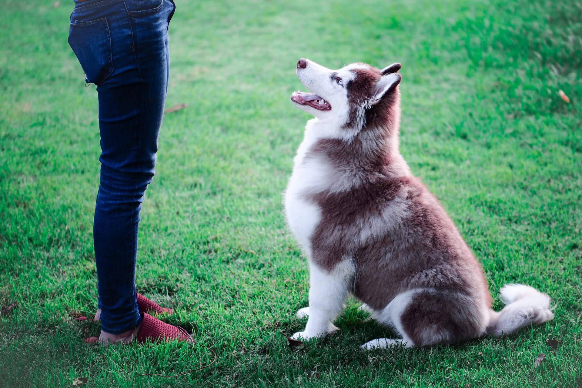 Adican ofrece cursos para ser adiestrador canino en Madrid