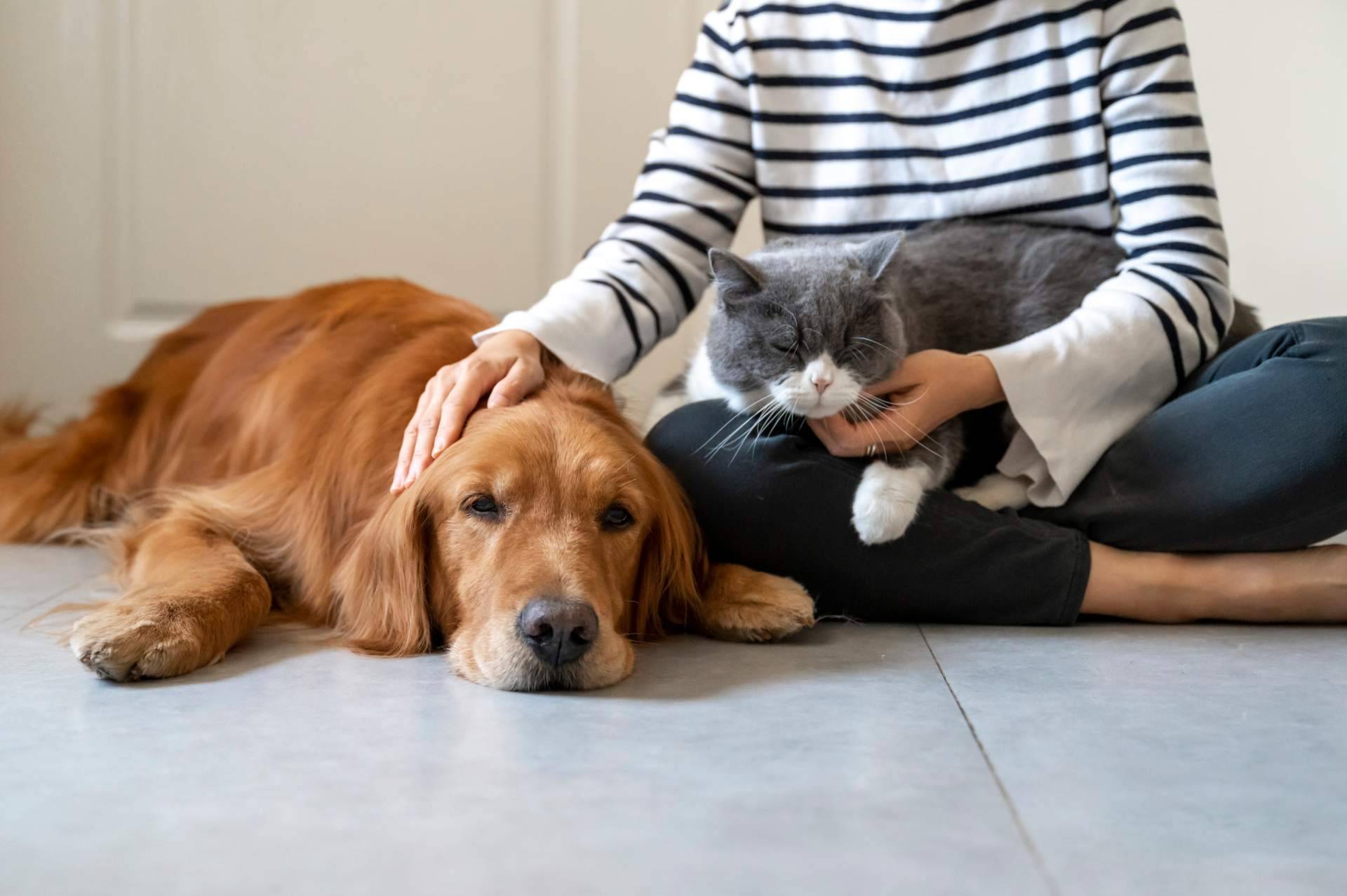¿Qué se debe saber acerca de la nueva Ley Estatal de Protección Animal y la modificación del Código Penal?