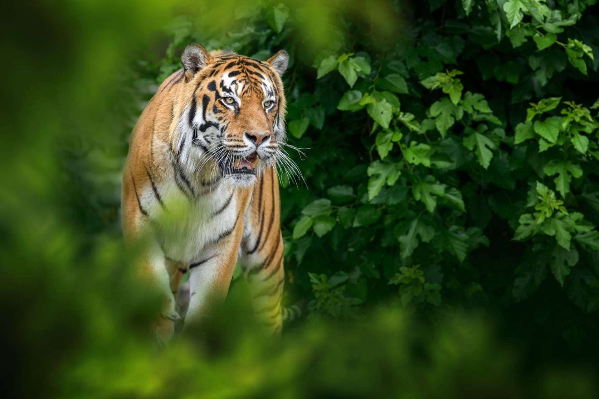 El proyecto de realidad aumentada de Lucatia, Metapark ZOO