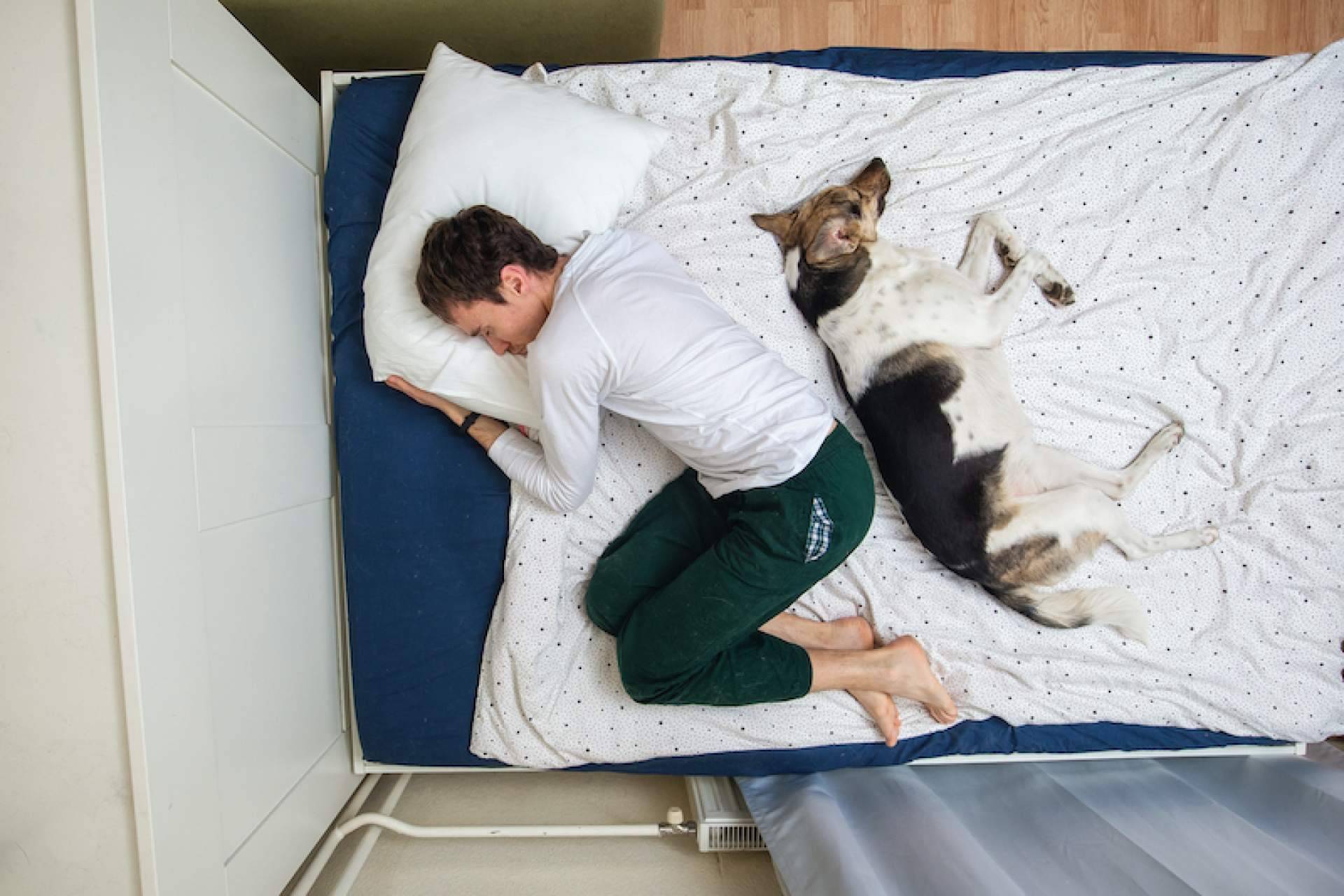 ADOPTA permite localizar algunos de los mejores lugares pet friendly para un perro