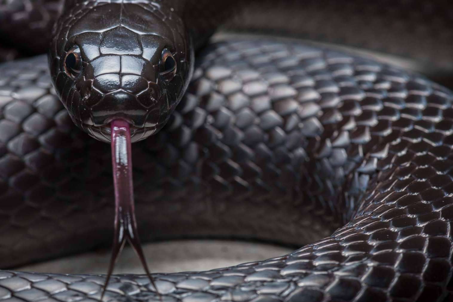 SnakeRoom, el Centro Divulgativo que ofrece la experiencia de interactuar con reptiles como serpientes