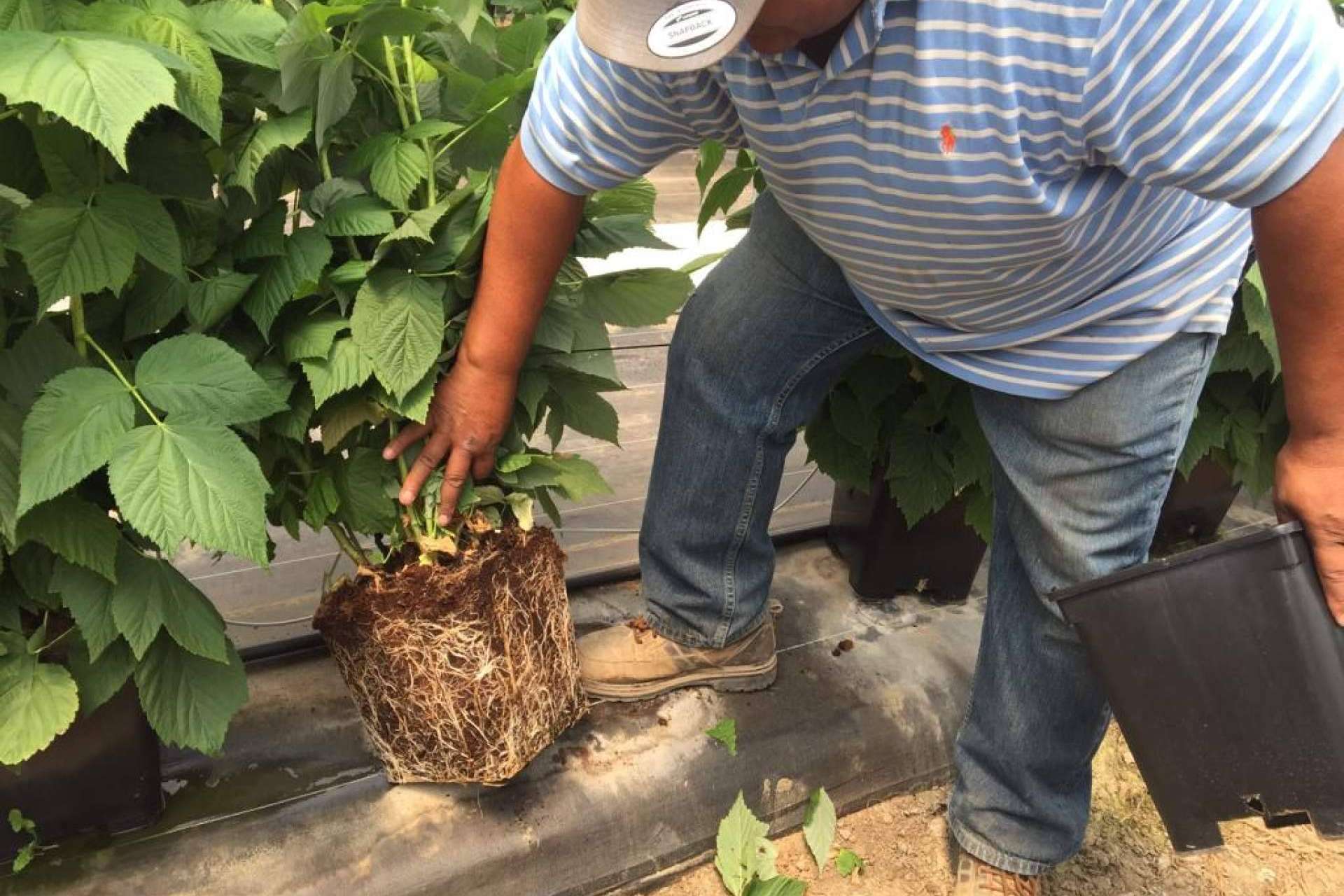 Fibra de coco para cultivos, la especialidad de Pelemix