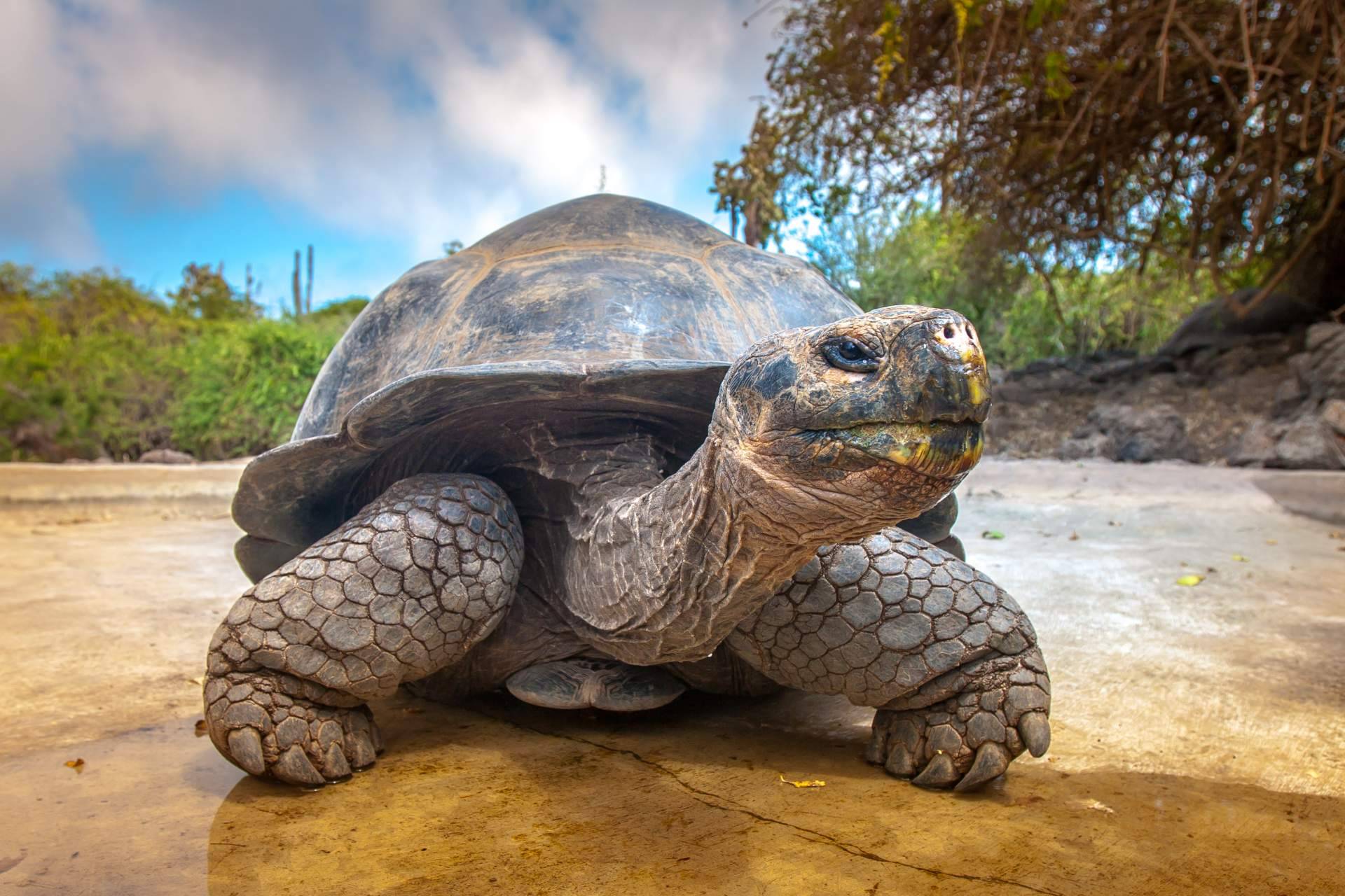 Mantenerse informado sobre las especies en peligro de extinción de la mano de Noticias Ambientales