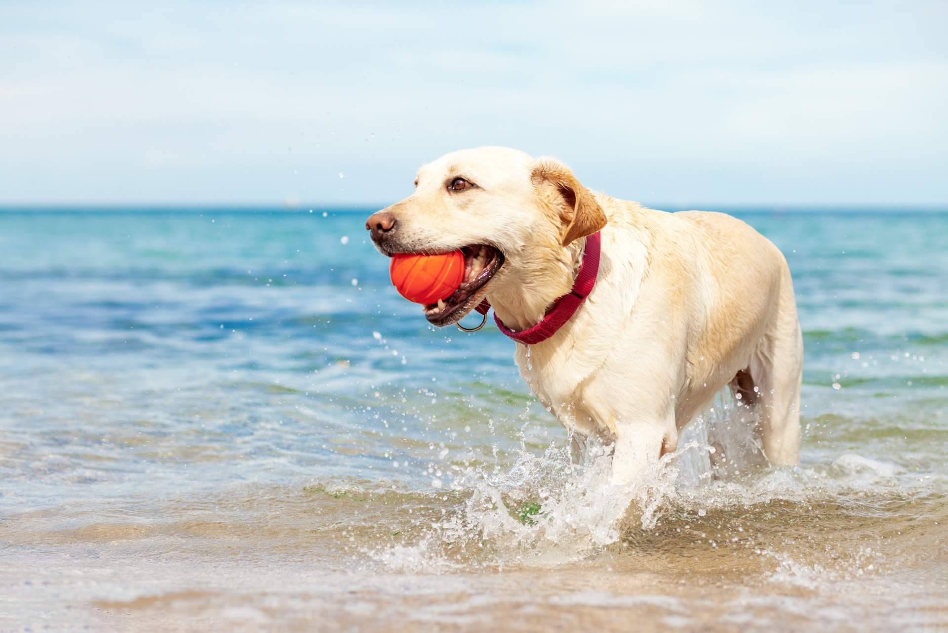 Consejos para planificar las vacaciones cuando hay animales de compañía en la familia