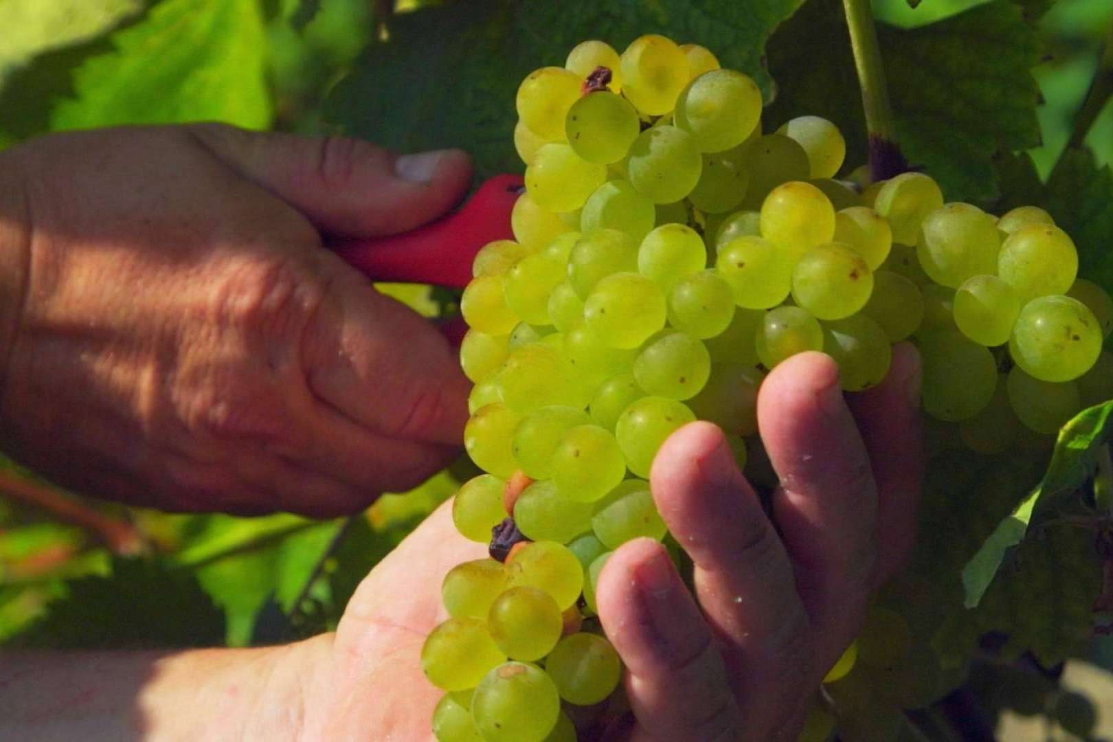 Una historia de amor y respeto por el vino y la 'tierruca', Bodegas Vidular