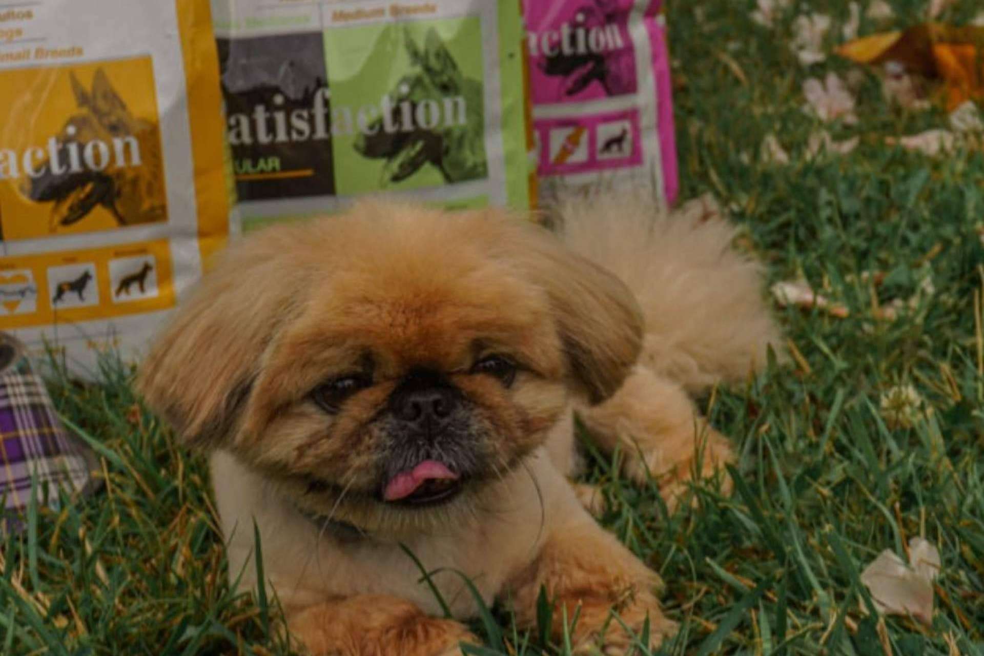 Acerca del tamaño de la croqueta del pienso Satisfaction Super Premium