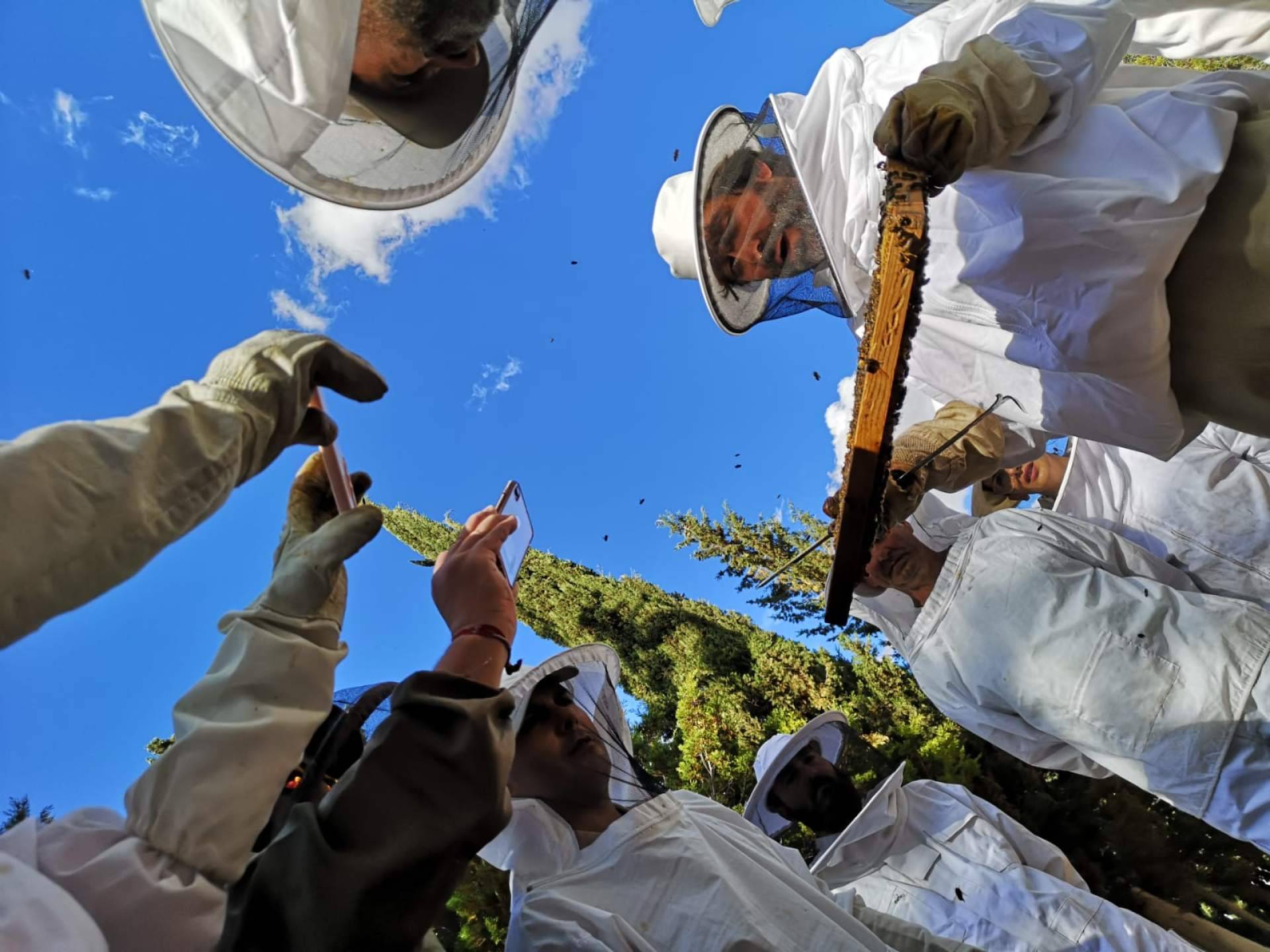 ¿Cuál es el rol de las abejas para la seguridad alimentaria y la vida saludable?, por Cursos de Apicultura