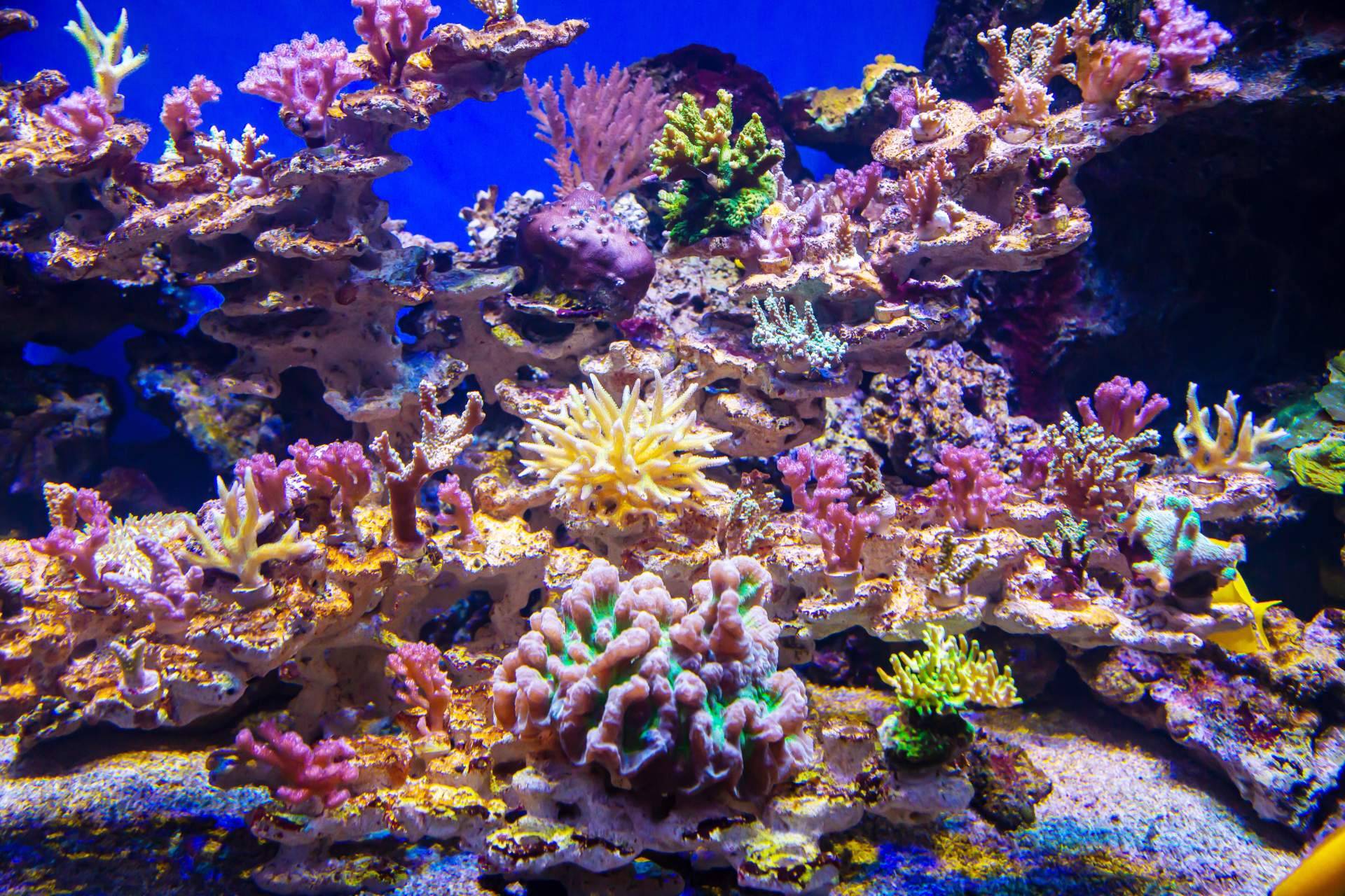 Experta en acuariofilia comparte sus secretos para crear acuarios impresionantes